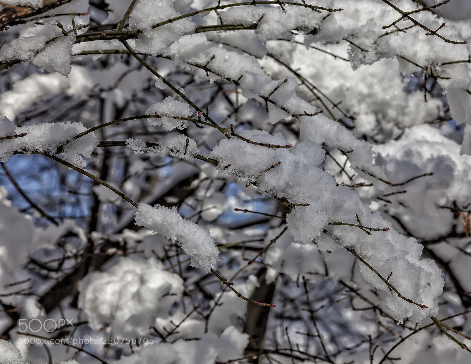 Canon EOS 5D Mark II sample photo. Snow ice and branches photography