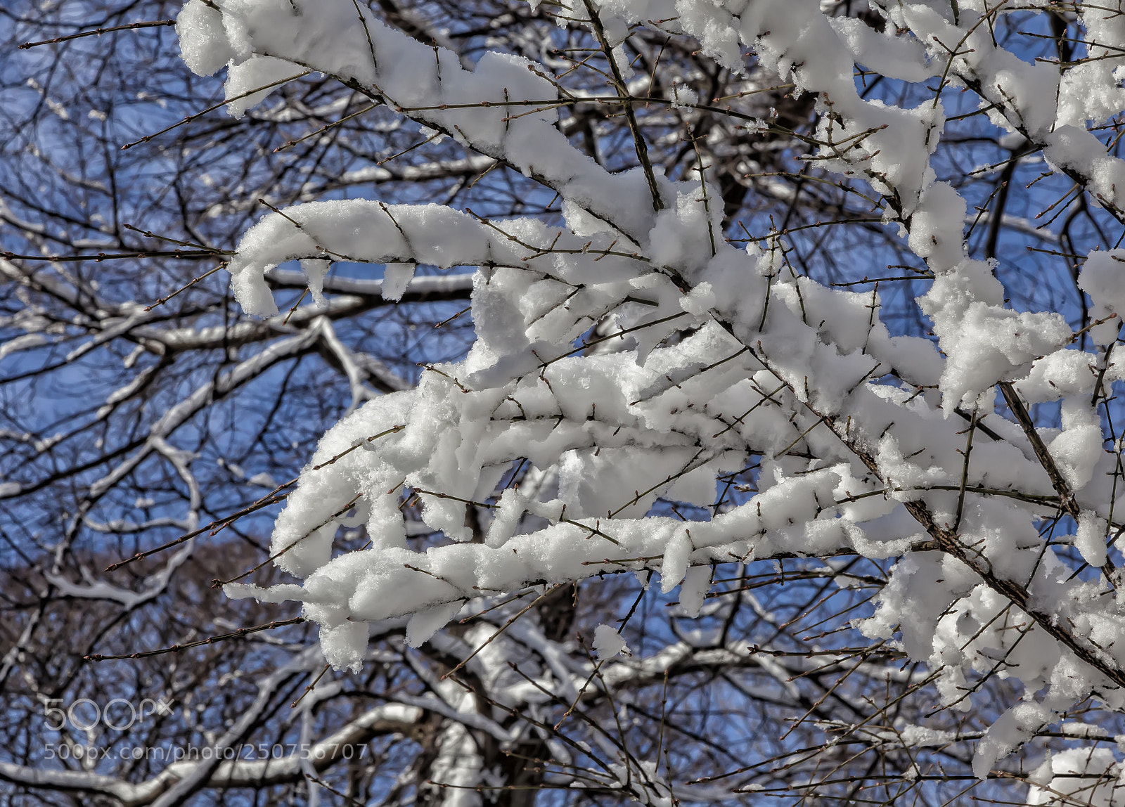 Canon EOS 5D Mark II sample photo. Snow and branches photography
