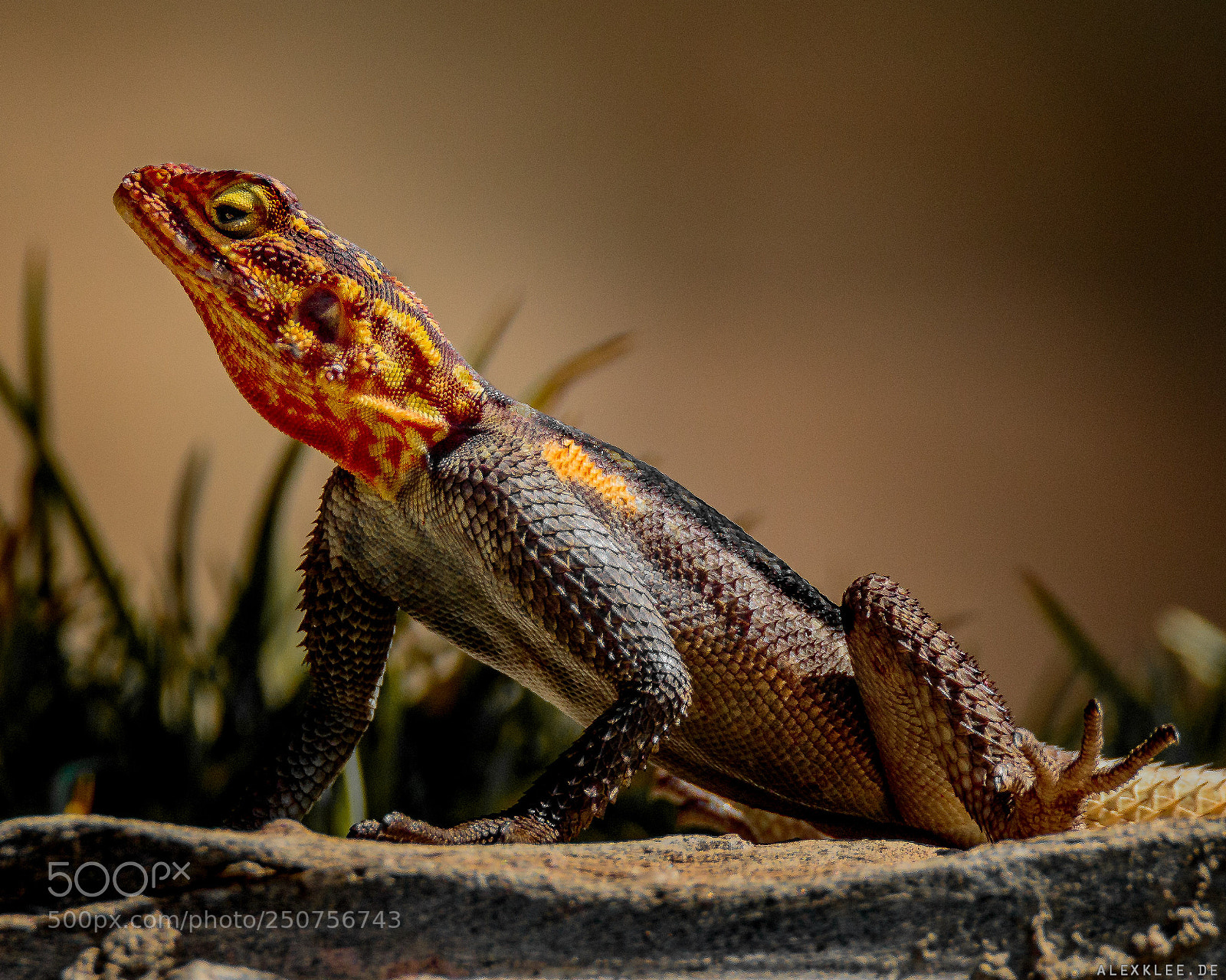 Canon EOS 7D Mark II sample photo. The immature namibian rock photography