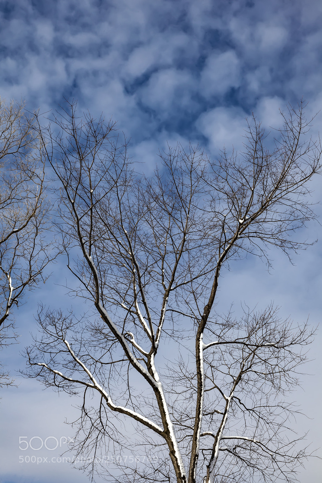 Canon EOS 5D Mark II sample photo. Snow trees sky and photography