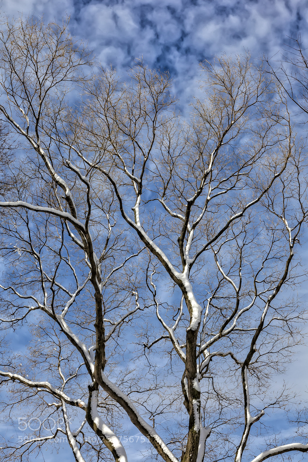 Canon EOS 5D Mark II sample photo. Snow trees sky and photography