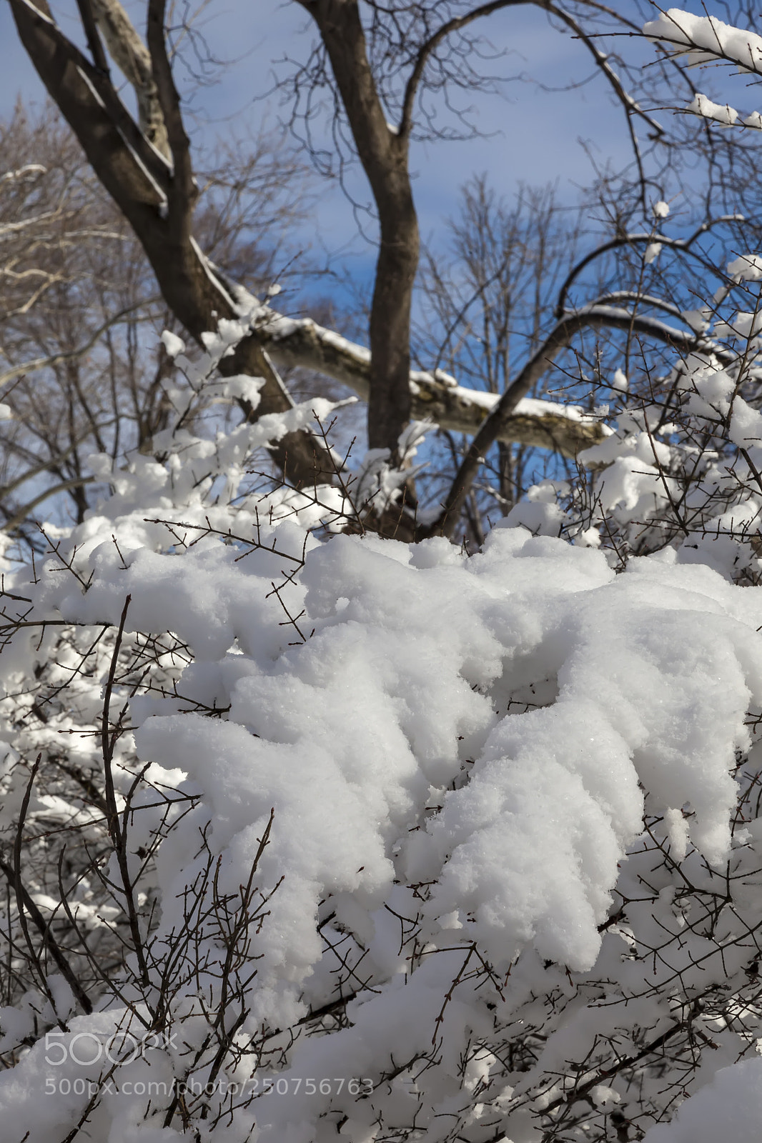 Canon EOS 5D Mark II sample photo. Snow trees branches sky photography