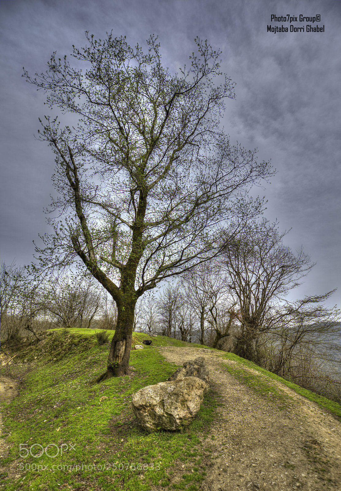 Nikon D810 sample photo. Single tree photography