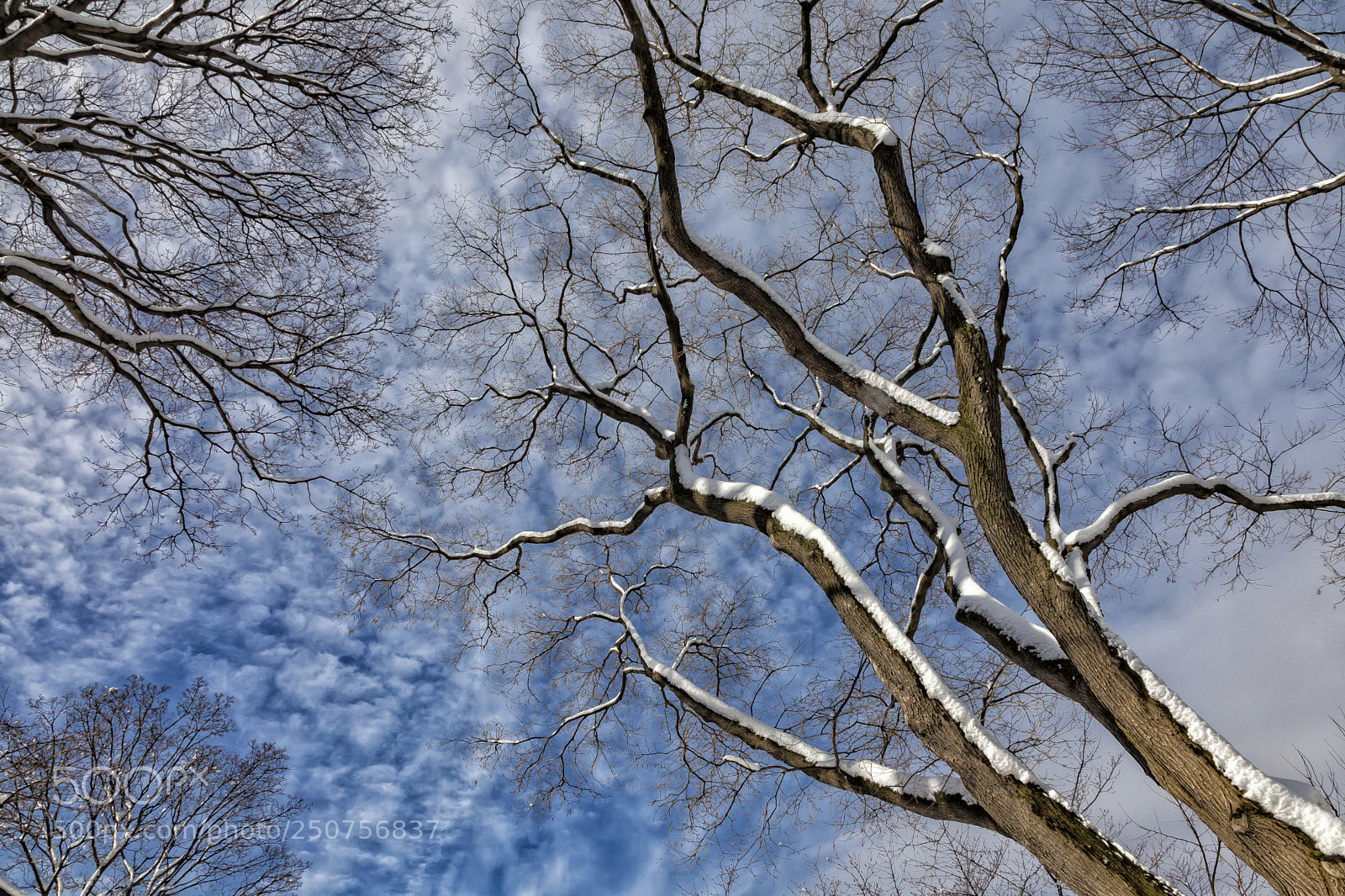 Canon EOS 5D Mark II sample photo. Snow trees sky and photography