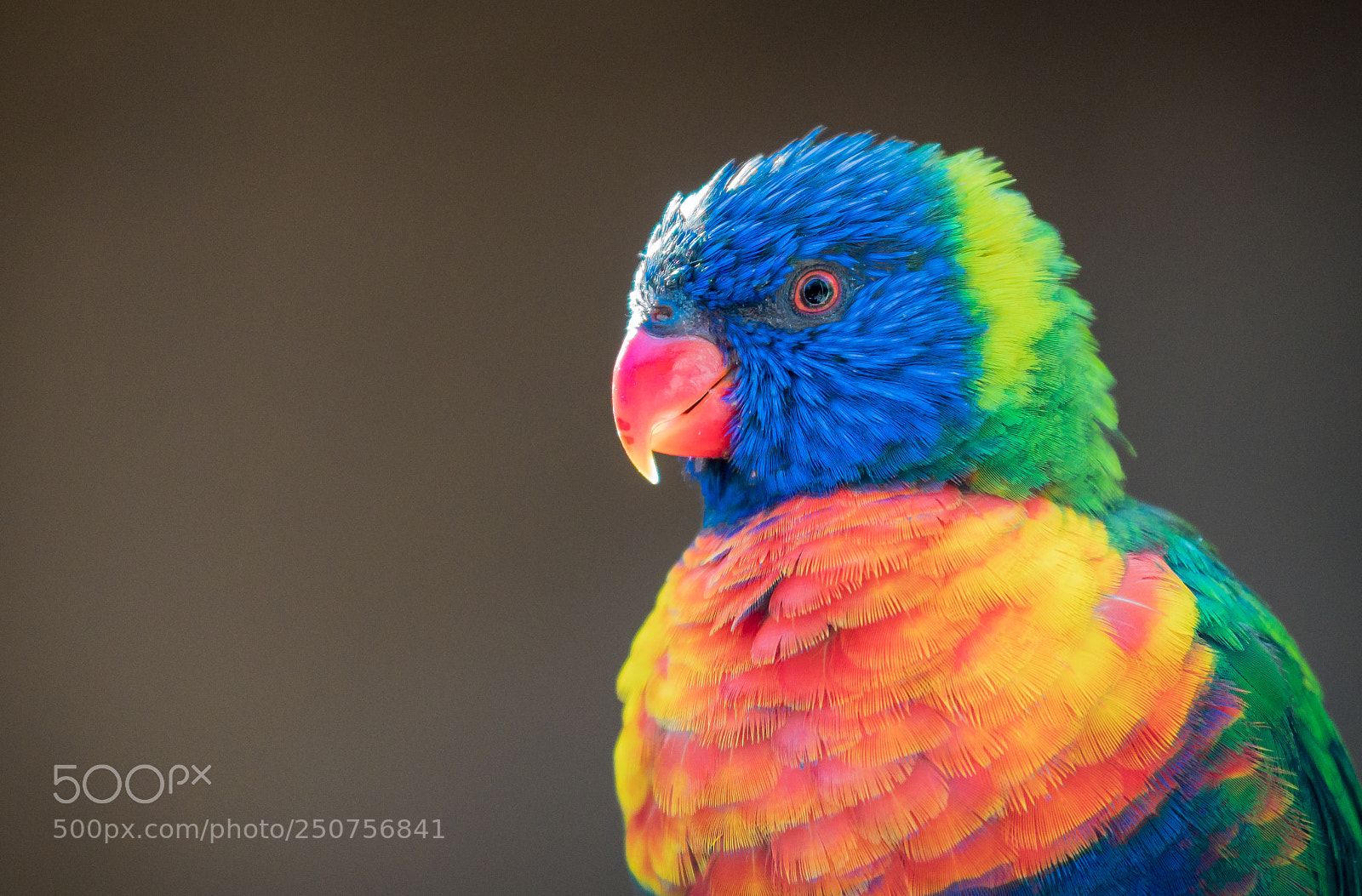 Nikon D500 sample photo. 2-18 photography