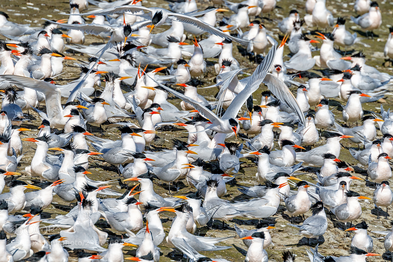 Canon EOS 7D Mark II sample photo. The terns have re-turned photography