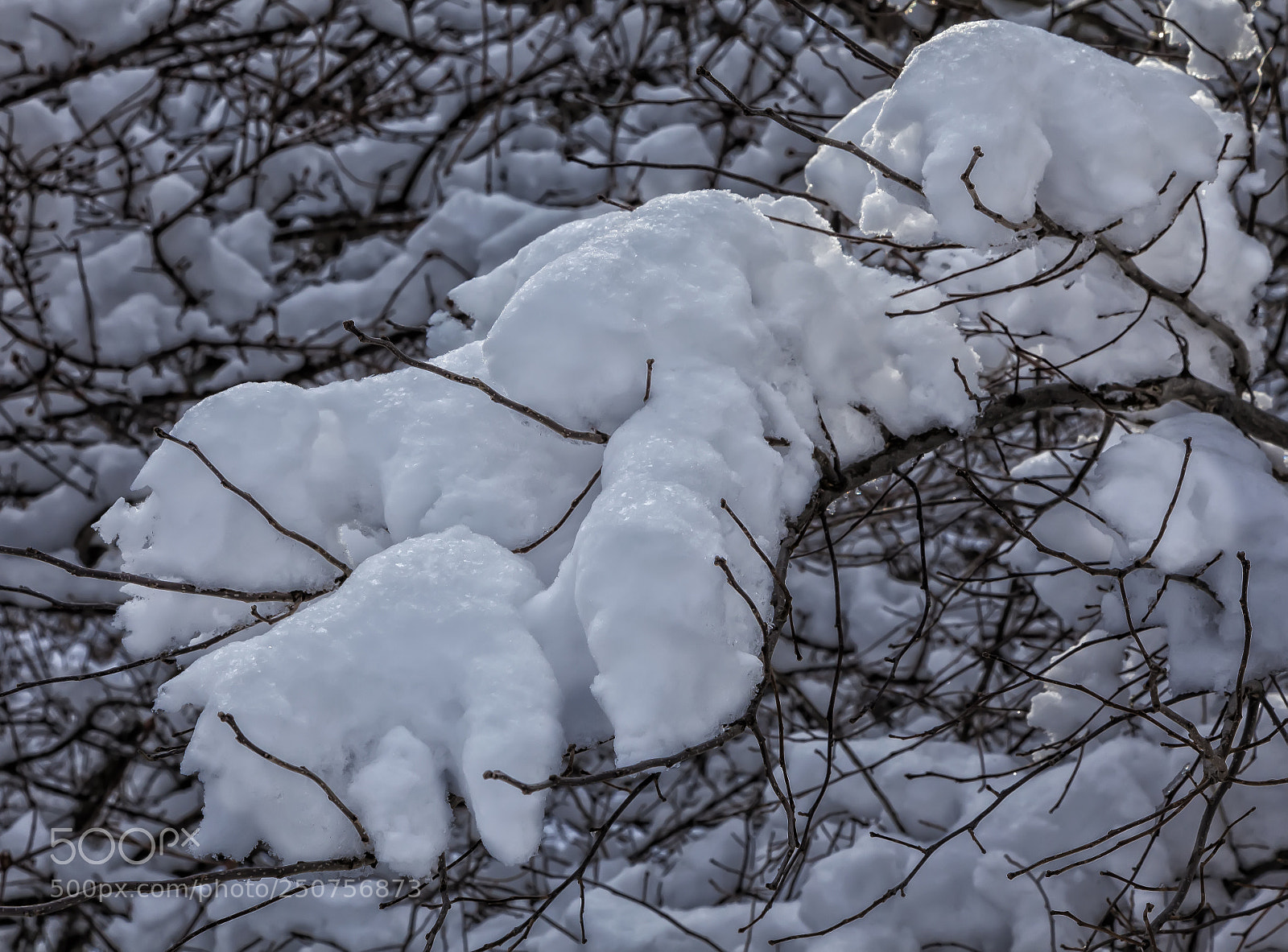 Canon EOS 5D Mark II sample photo. Snow ice and branches photography