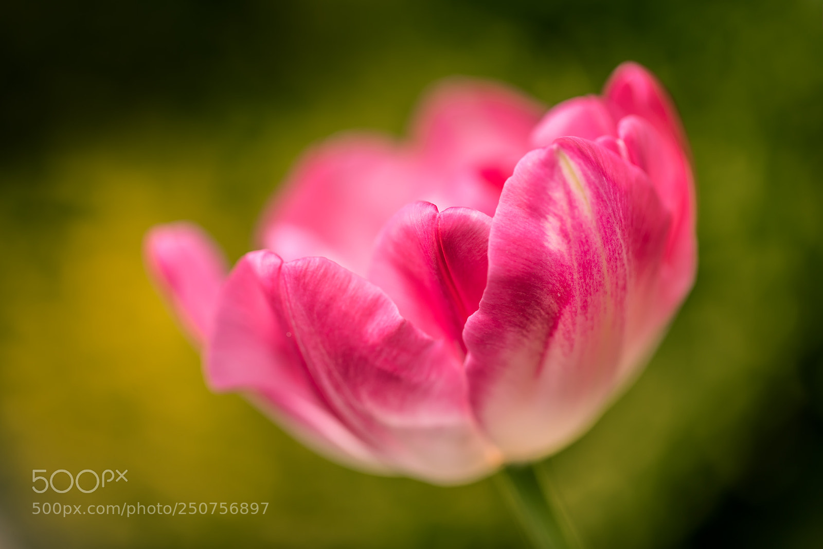 Canon EOS 5D Mark IV sample photo. Tulip photography