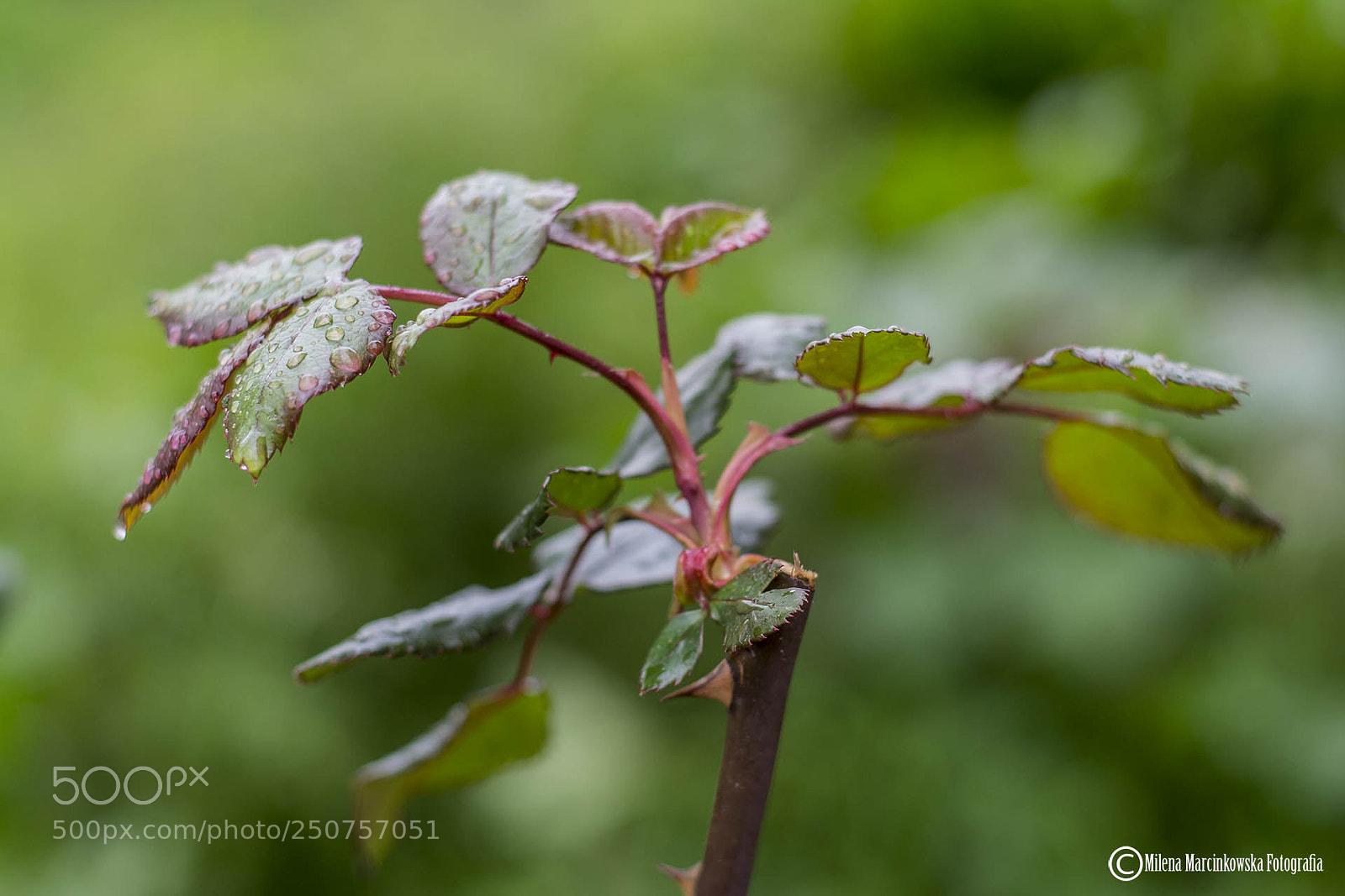 Nikon D5200 sample photo. Untitled photography