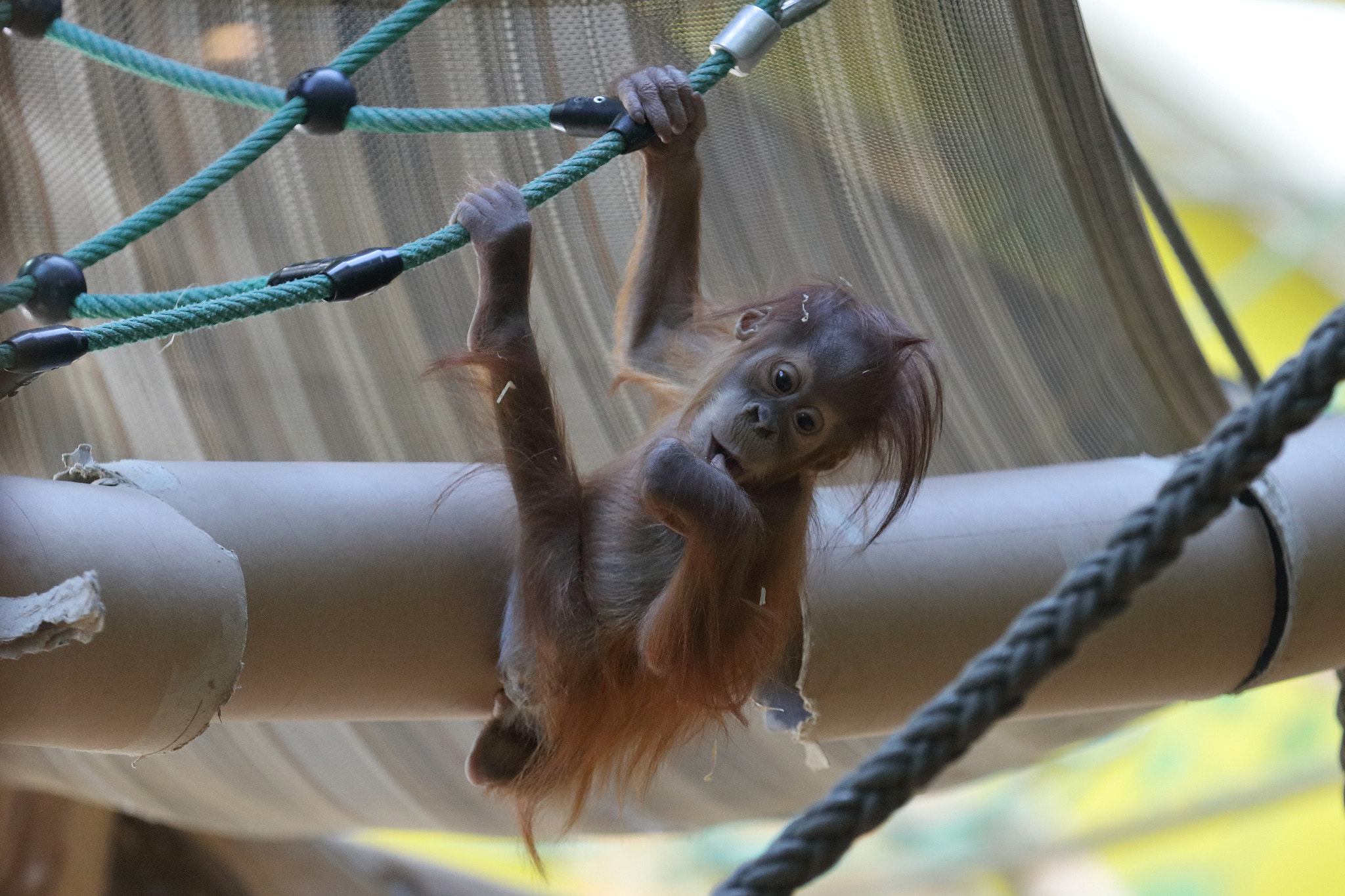 Canon EF 70-200mm F2.8L IS II USM sample photo. Orang utan baby photography