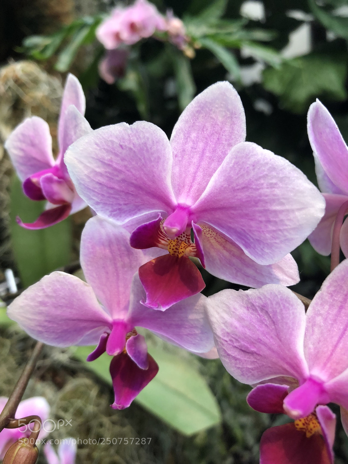 Apple iPhone 8 sample photo. Orchids in bloom photography