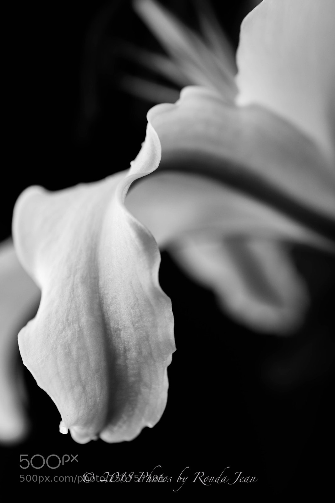 Nikon D500 sample photo. Simple photography