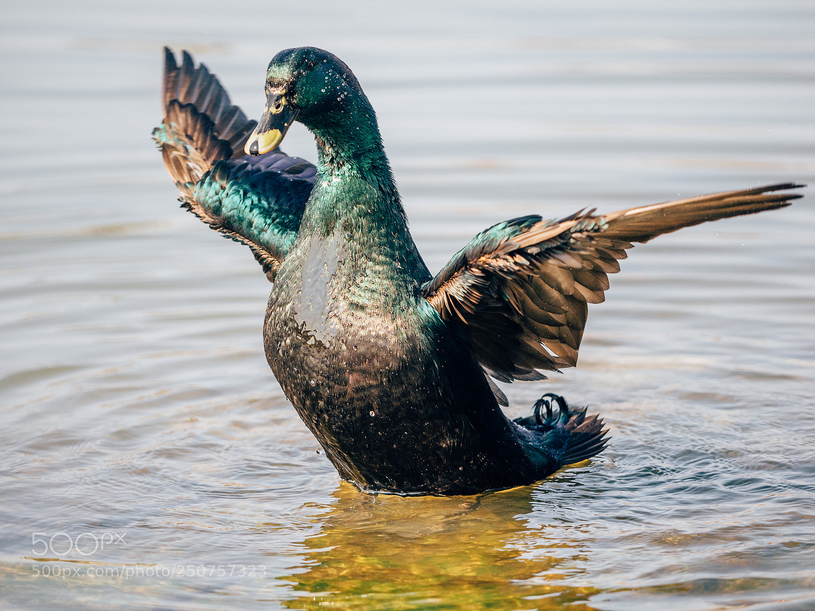 Olympus OM-D E-M1 sample photo. Black duck photography