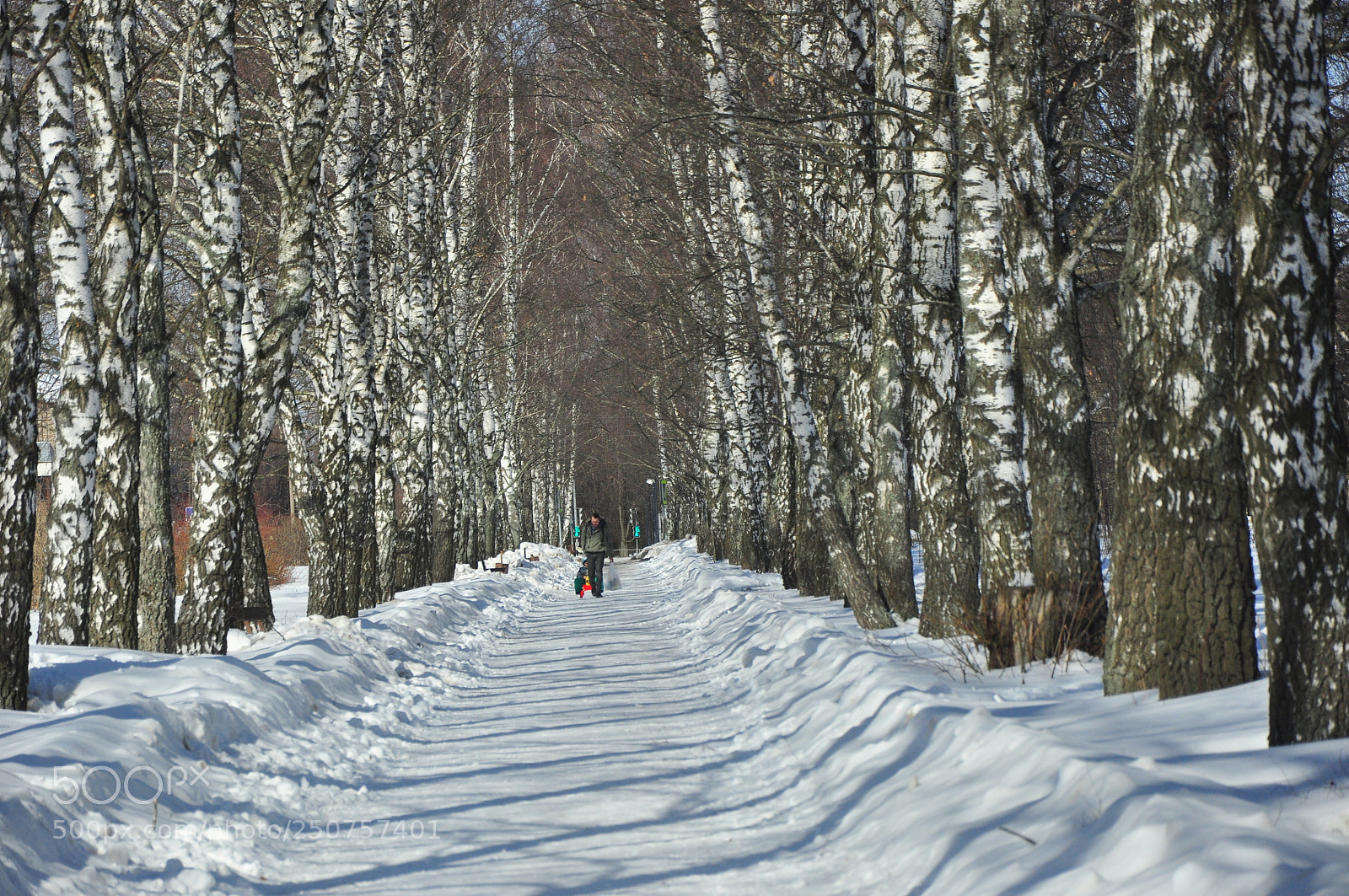 Nikon D90 sample photo. Березовая аллея photography