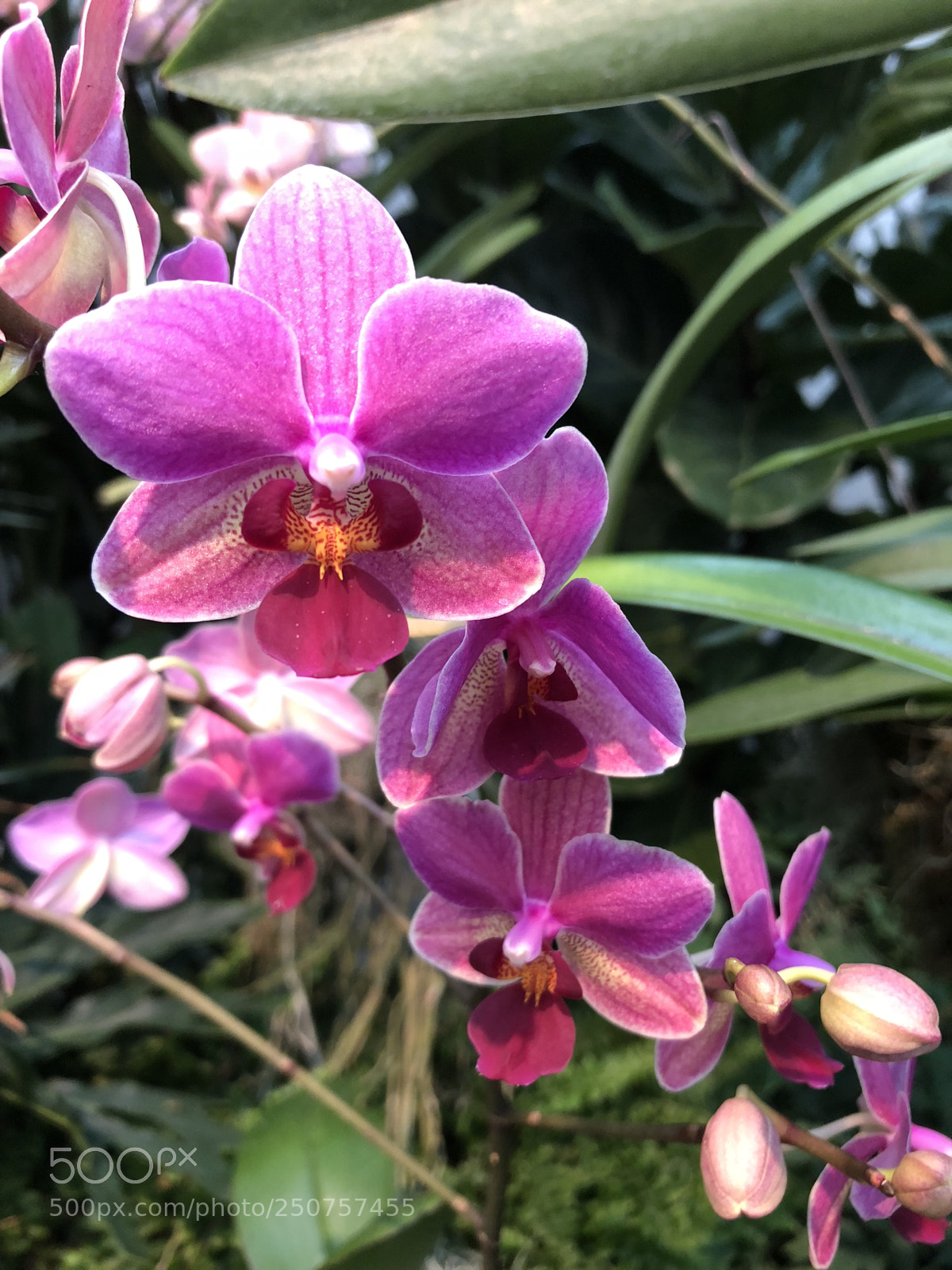 Apple iPhone 8 sample photo. Orchids in bloom photography