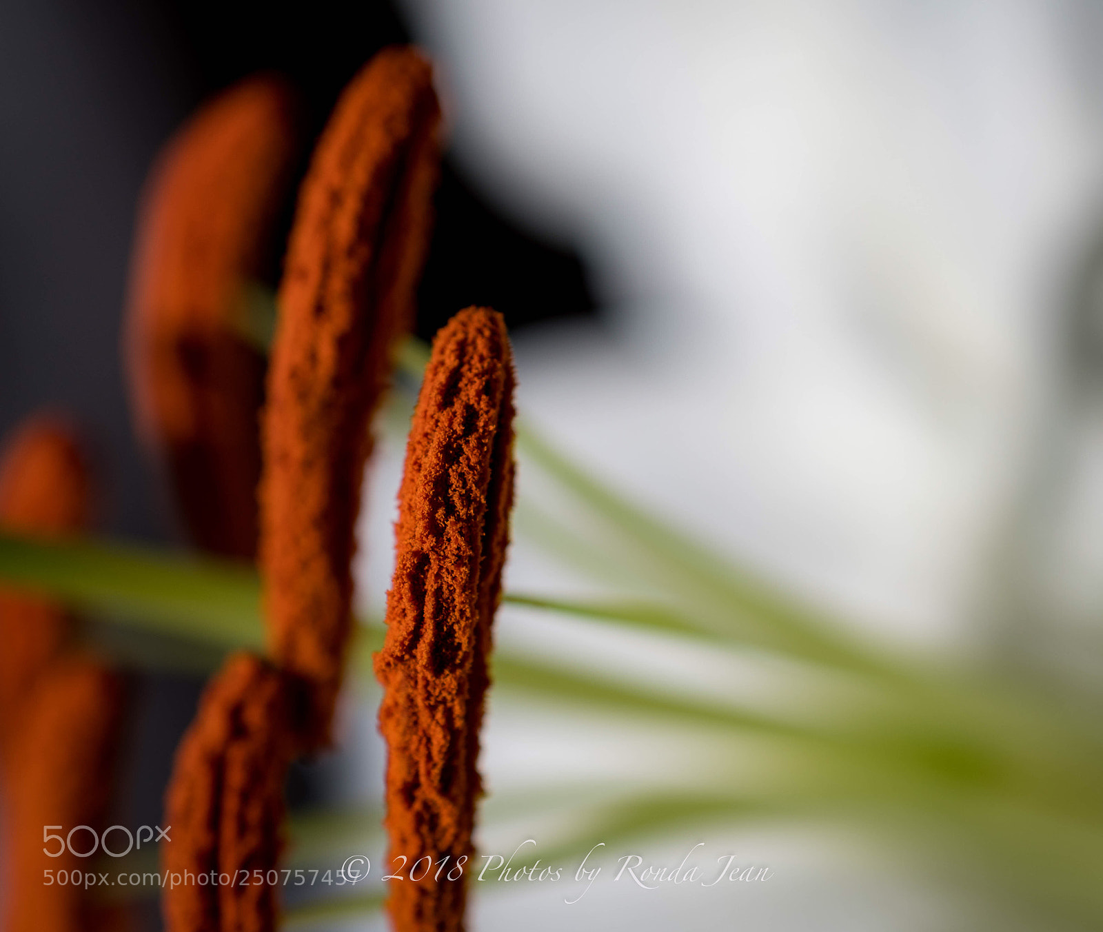 Nikon D500 sample photo. Untitled photography