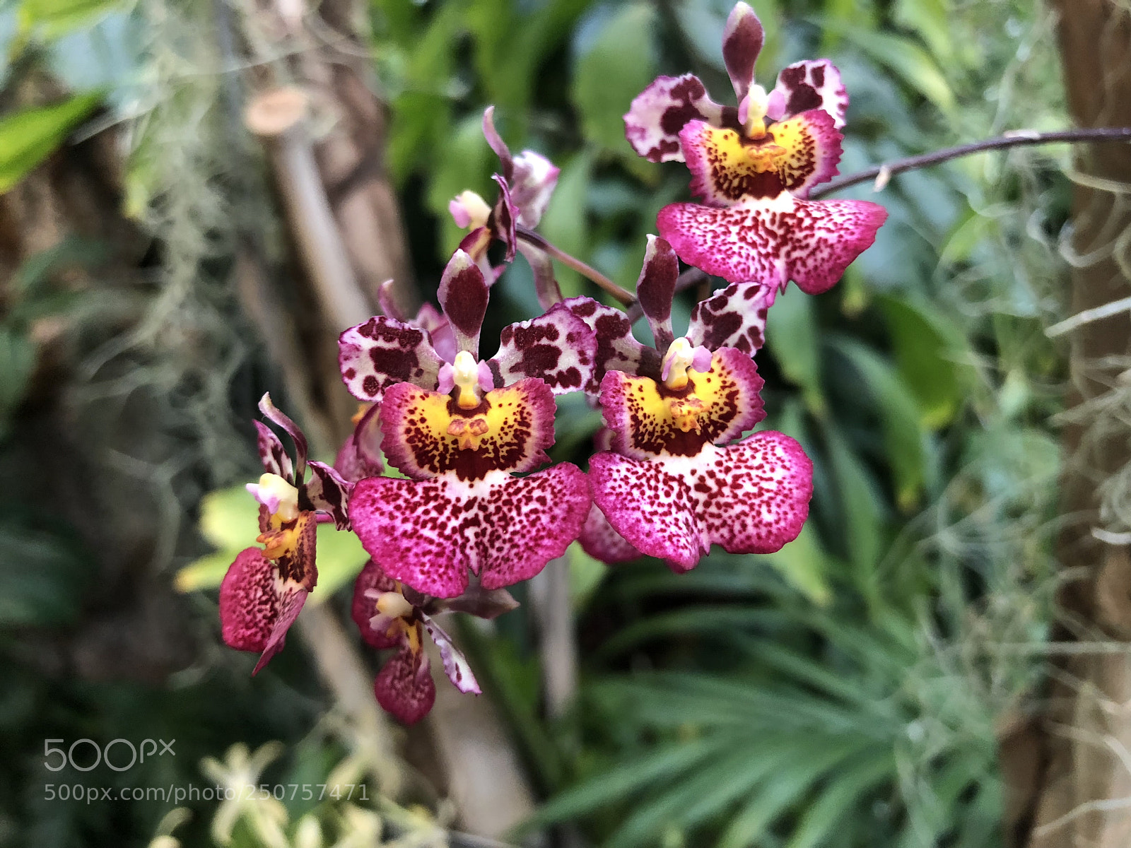 Apple iPhone 8 sample photo. Orchids in bloom photography