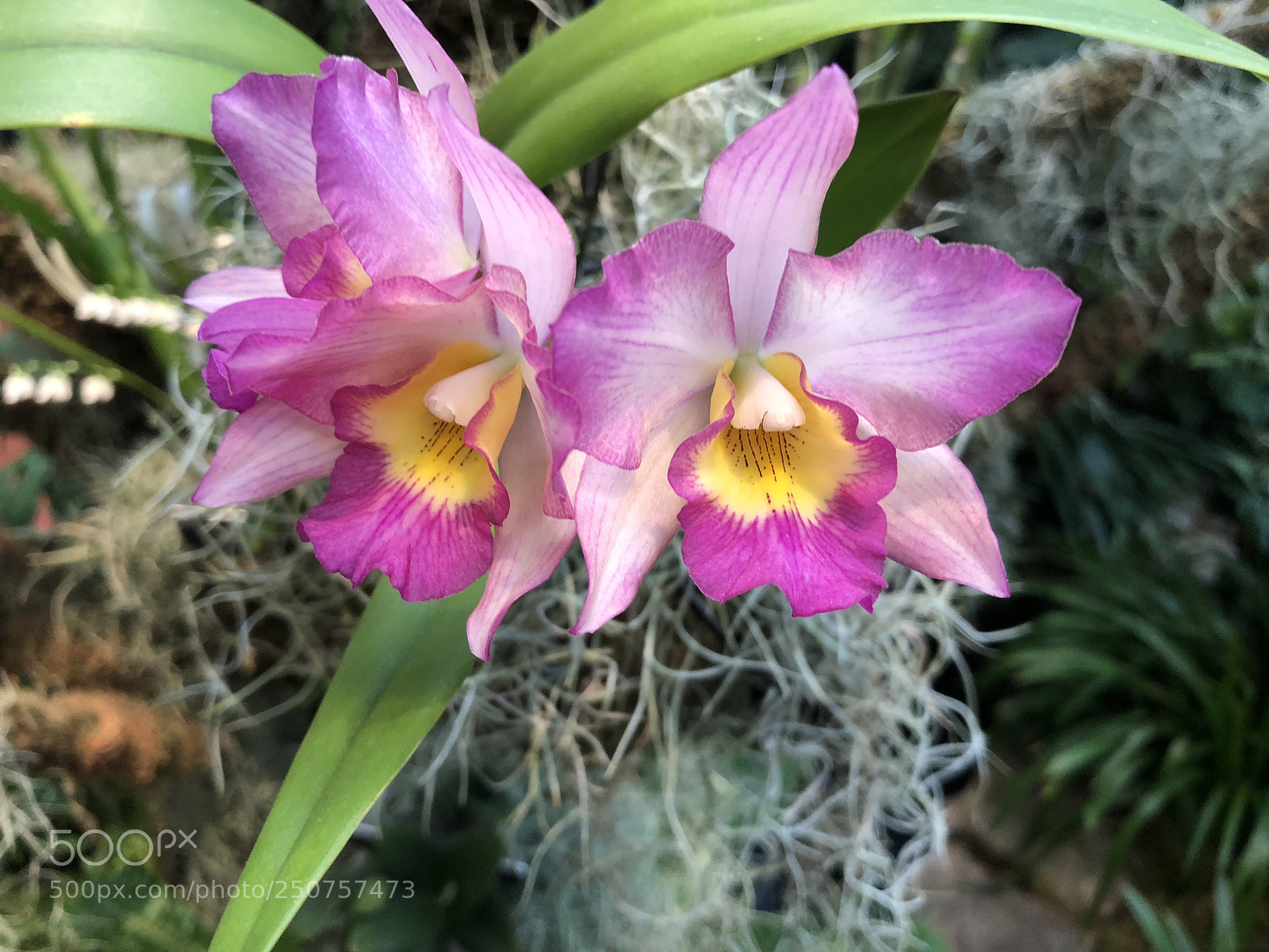 Apple iPhone 8 sample photo. Orchids in bloom photography