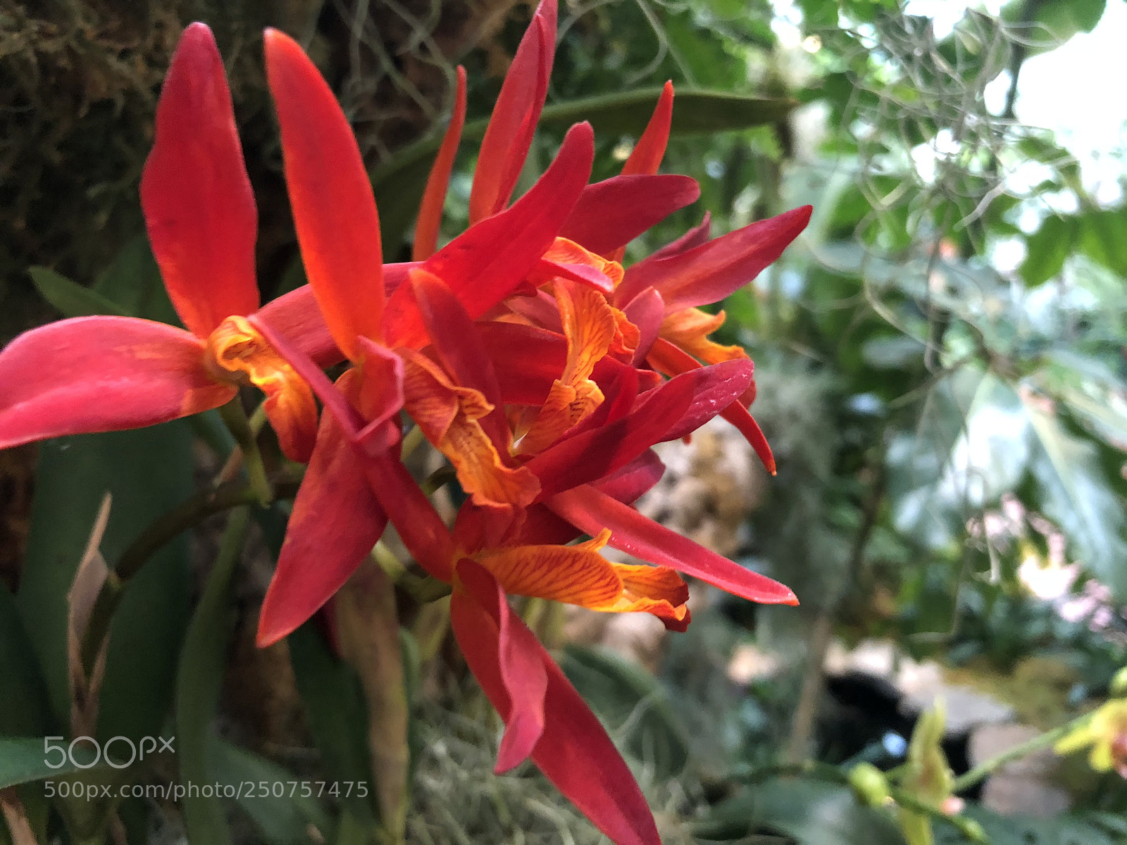 Apple iPhone 8 sample photo. Orchids in bloom photography