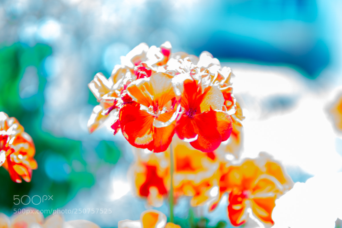 Sony a6000 sample photo. Summer blossom photography