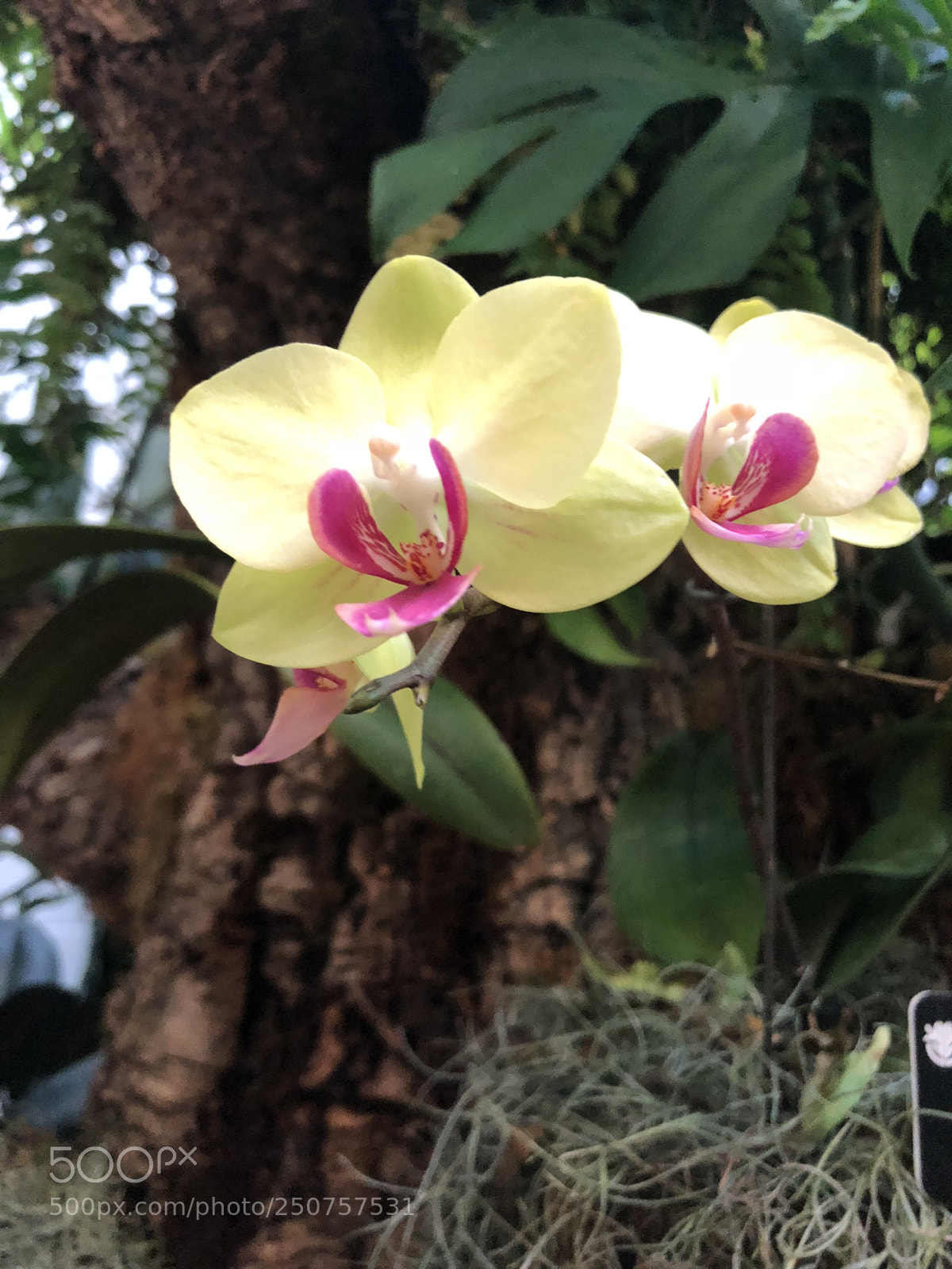 Apple iPhone 8 sample photo. Orchids in bloom photography