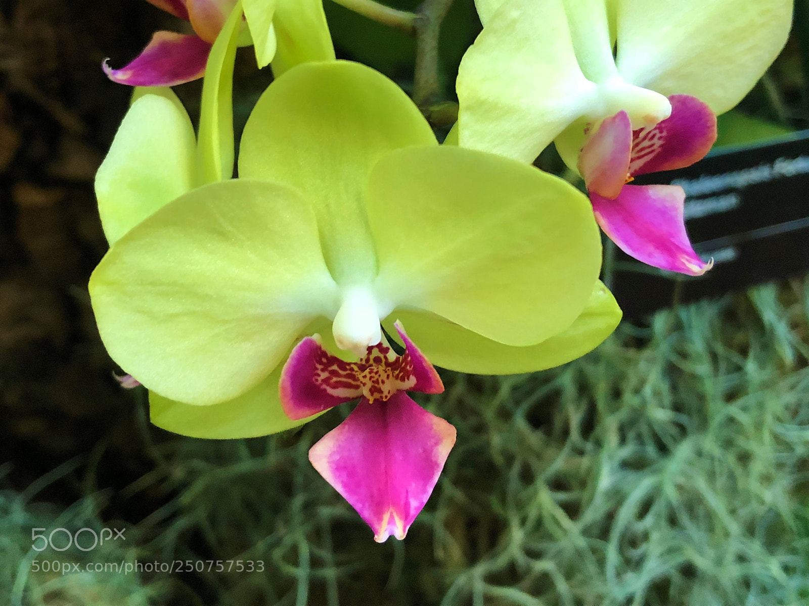 Apple iPhone 8 sample photo. Orchids in bloom photography
