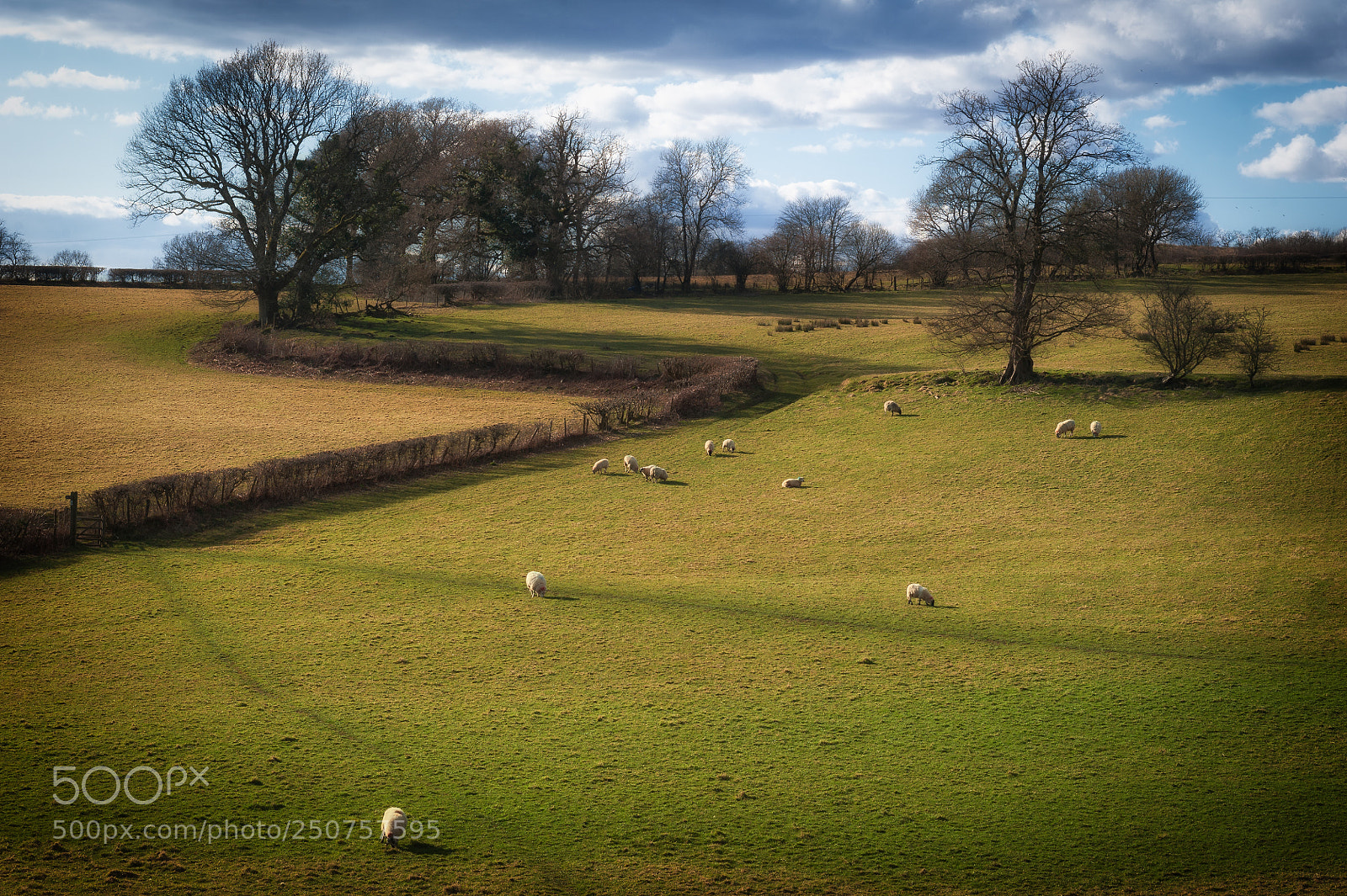 Nikon D700 sample photo. Pastoral photography