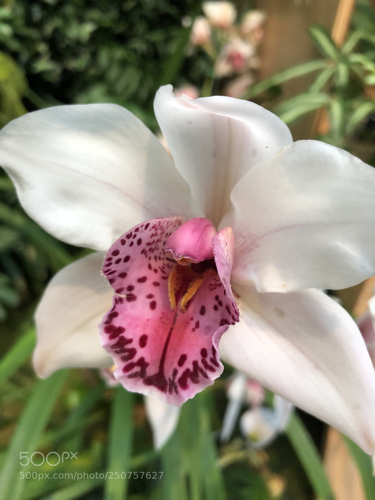 Apple iPhone 8 sample photo. Orchids in bloom photography