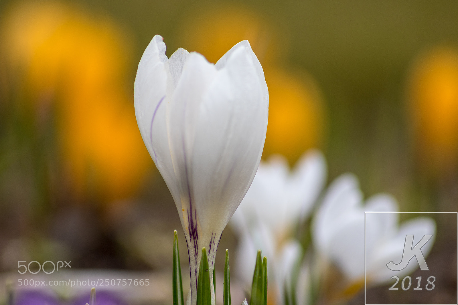 Canon EOS 7D Mark II sample photo. Krokus photography