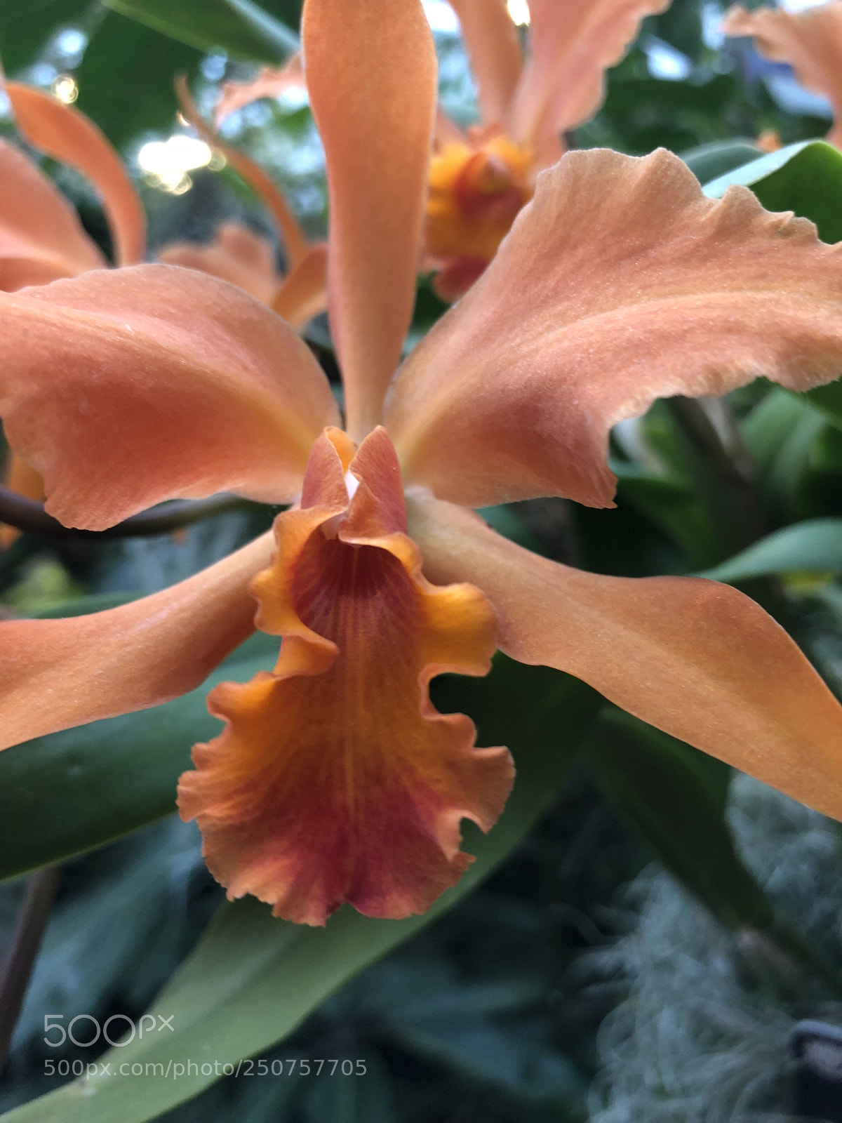 Apple iPhone 8 sample photo. Orchids in bloom photography
