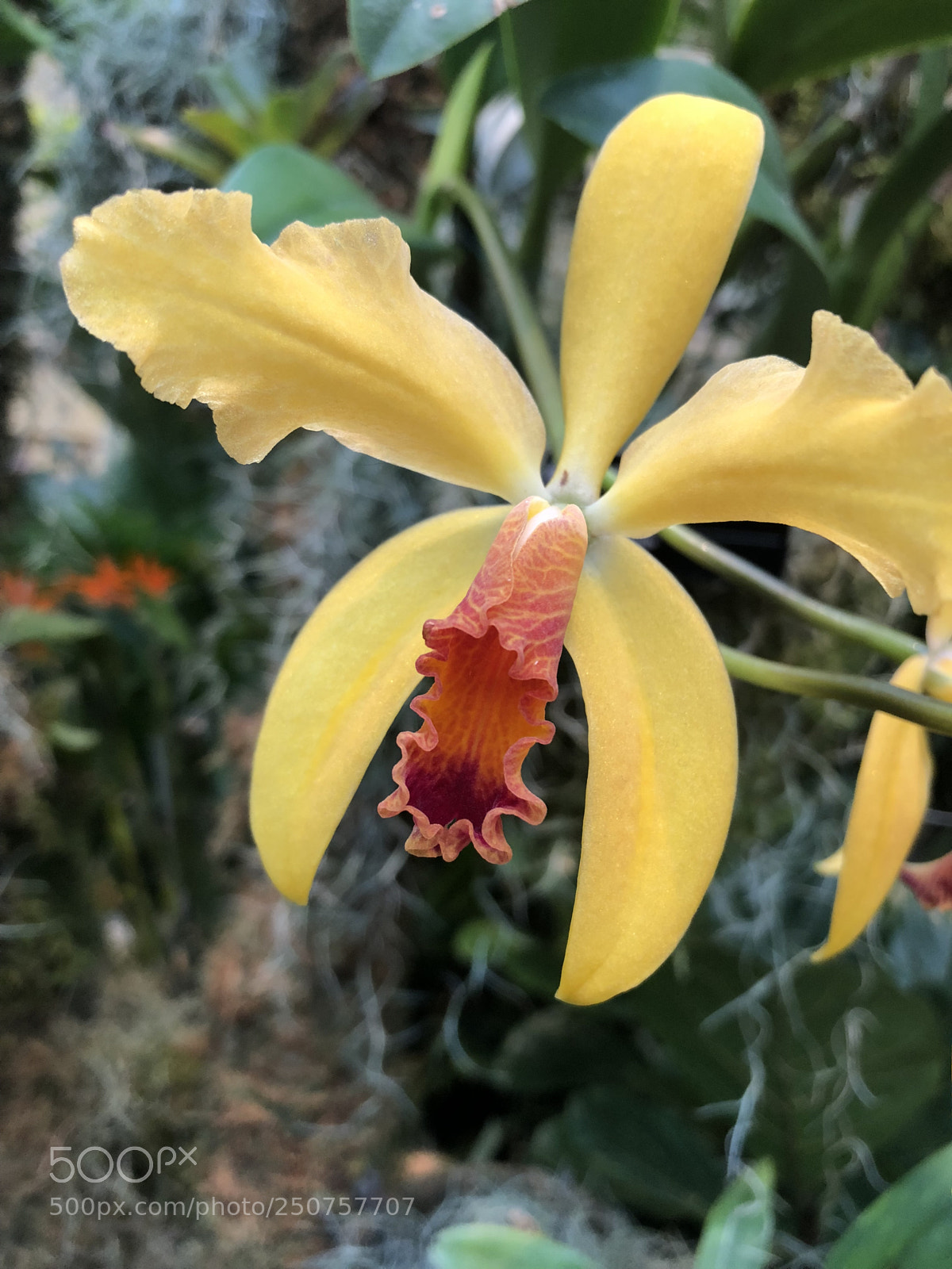 Apple iPhone 8 sample photo. Orchids in bloom photography