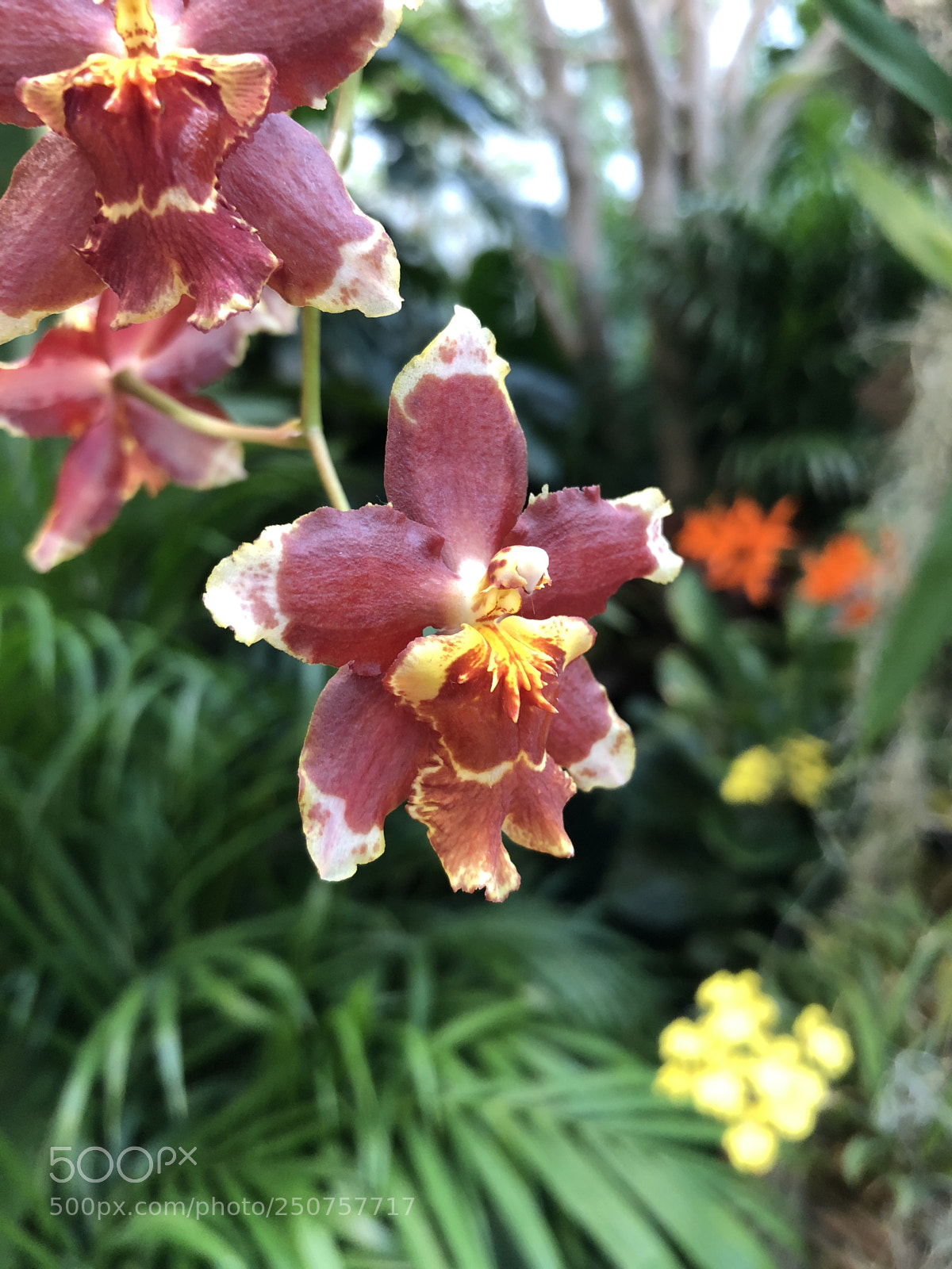 Apple iPhone 8 sample photo. Orchids in bloom photography