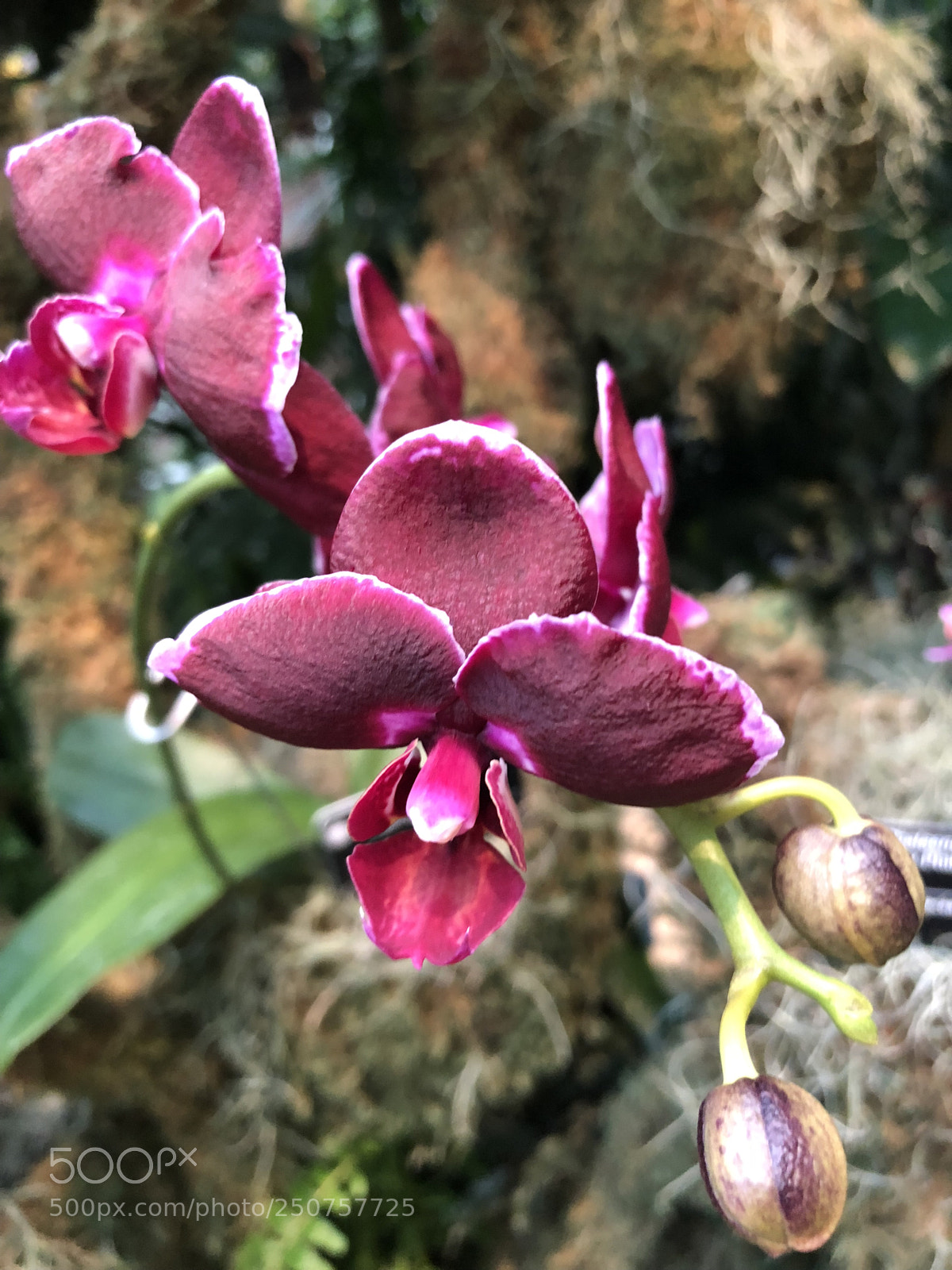 Apple iPhone 8 sample photo. Orchids in bloom photography