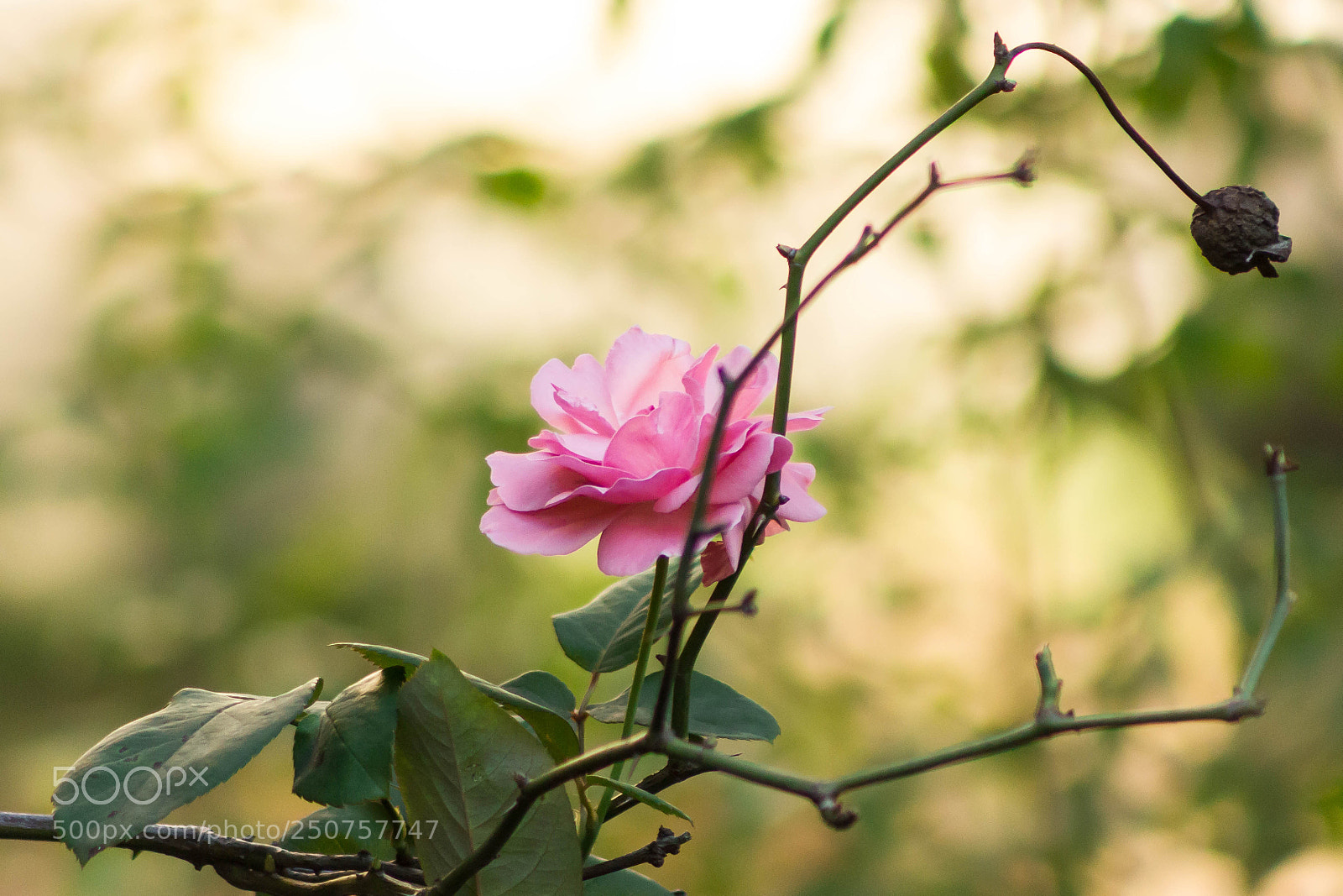 Canon EOS 550D (EOS Rebel T2i / EOS Kiss X4) sample photo. Simple pink photography