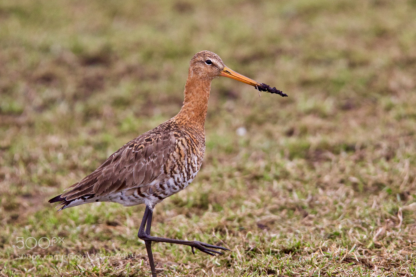 Canon EOS 7D Mark II sample photo. Black-tailed godwit - limosa photography
