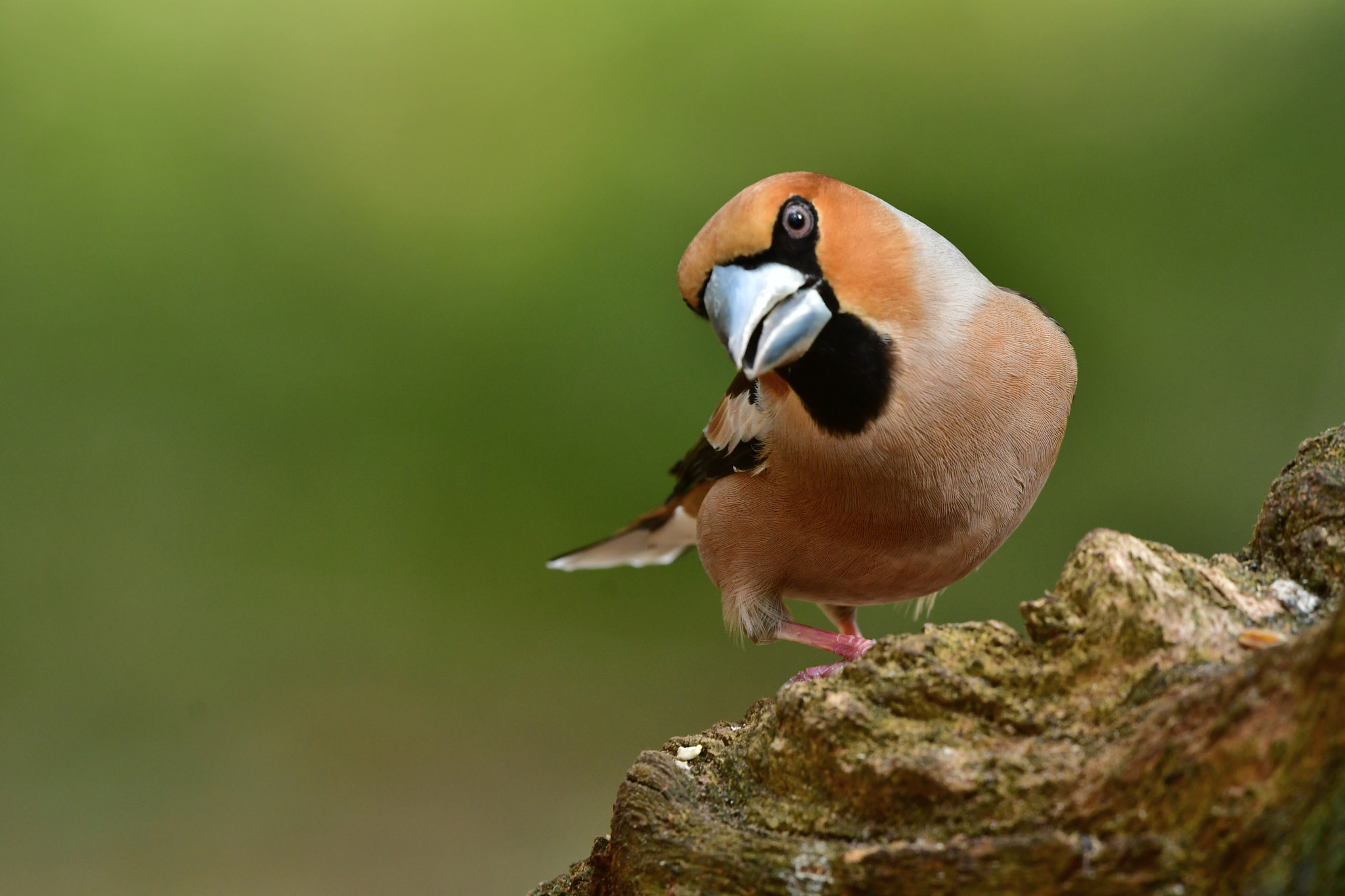 Nikon D500 + Nikon AF-S Nikkor 500mm F4G ED VR sample photo. Appelvink photography