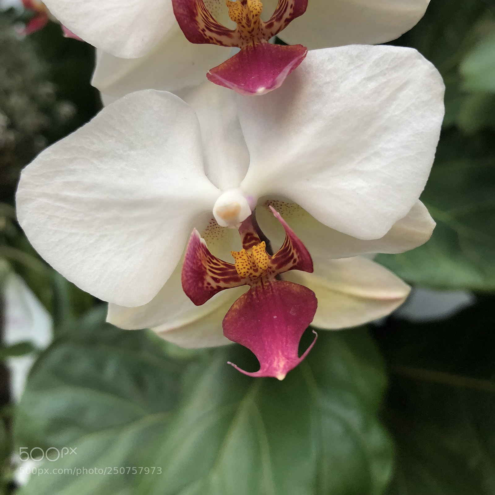 Apple iPhone 8 sample photo. Orchids in bloom photography