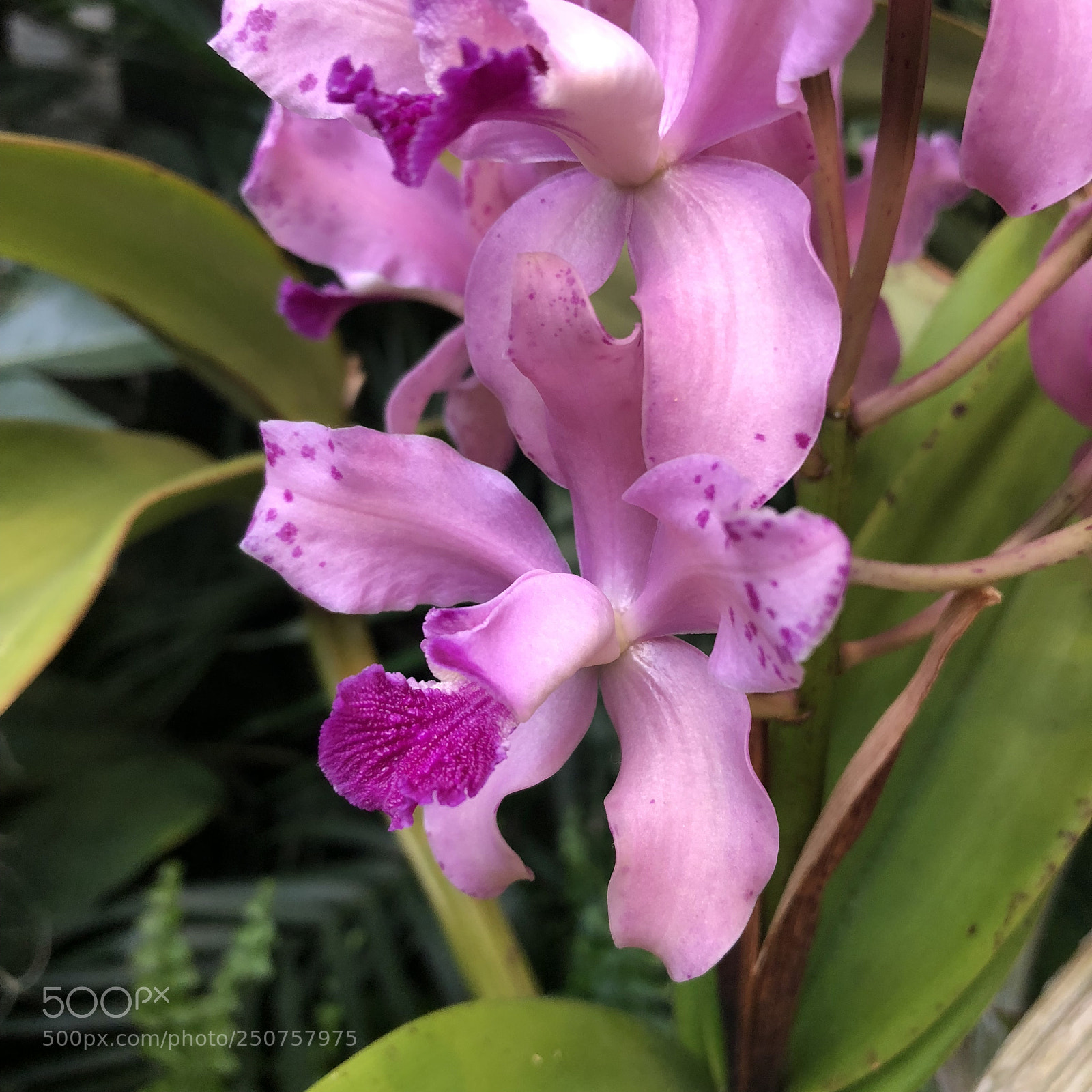 Apple iPhone 8 sample photo. Orchids in bloom photography