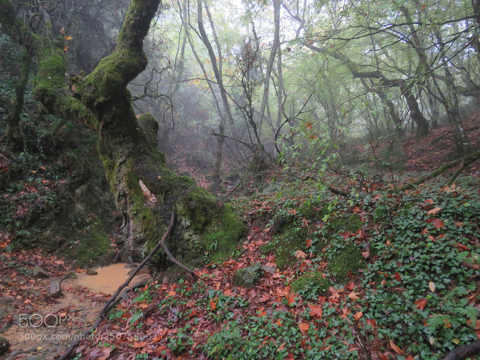 Canon PowerShot SX60 HS sample photo. Greece autumn photography