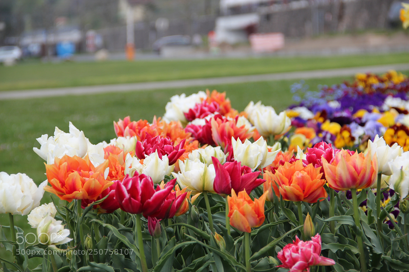 Canon EF-S 18-135mm F3.5-5.6 IS sample photo. Flower 1 photography
