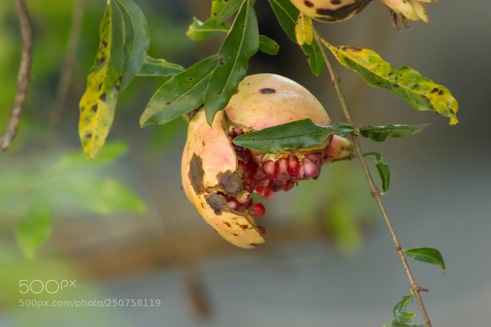 Canon EOS 550D (EOS Rebel T2i / EOS Kiss X4) sample photo. Pomegranate photography