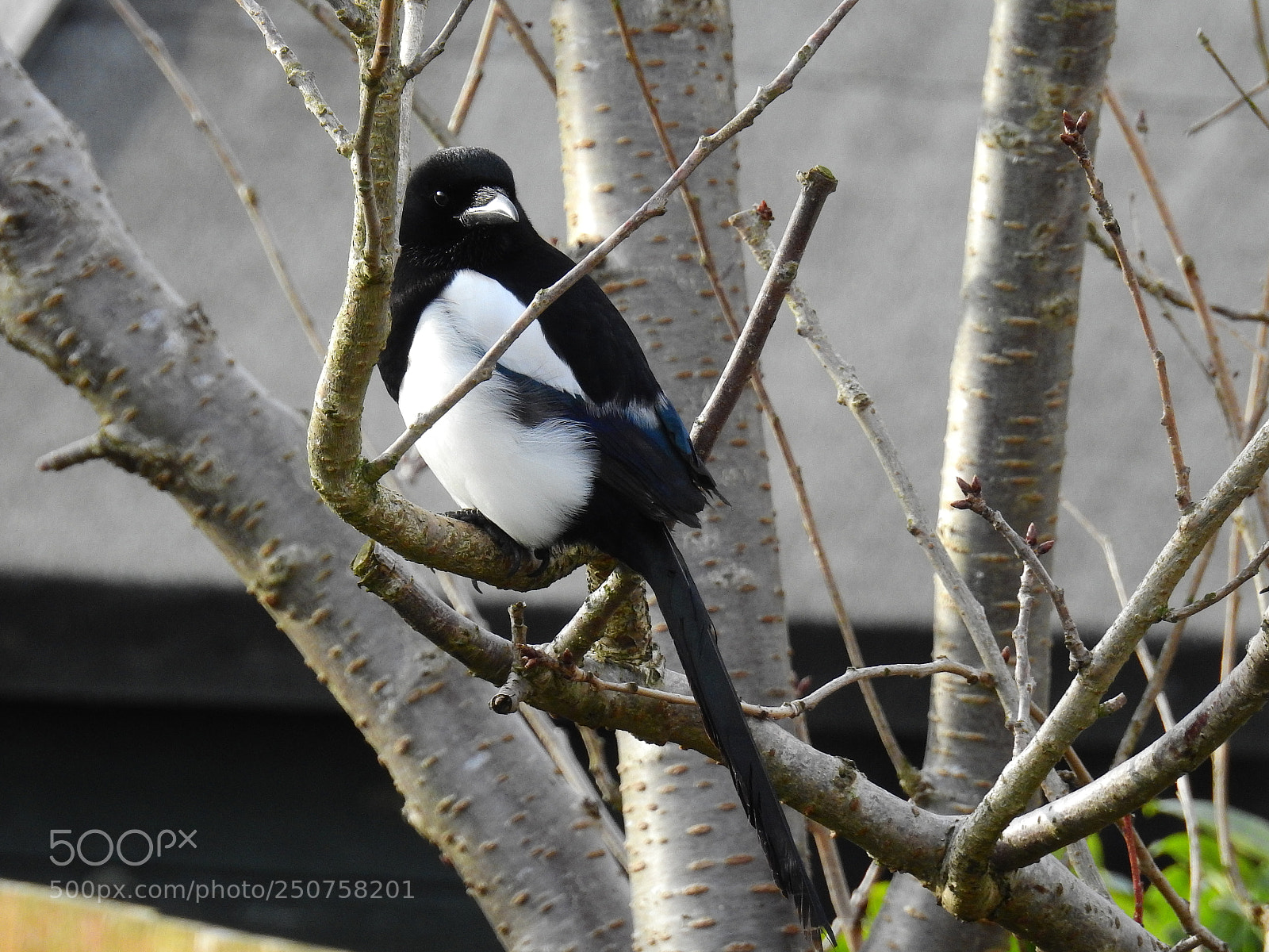 Nikon Coolpix P900 sample photo. Magpie photography