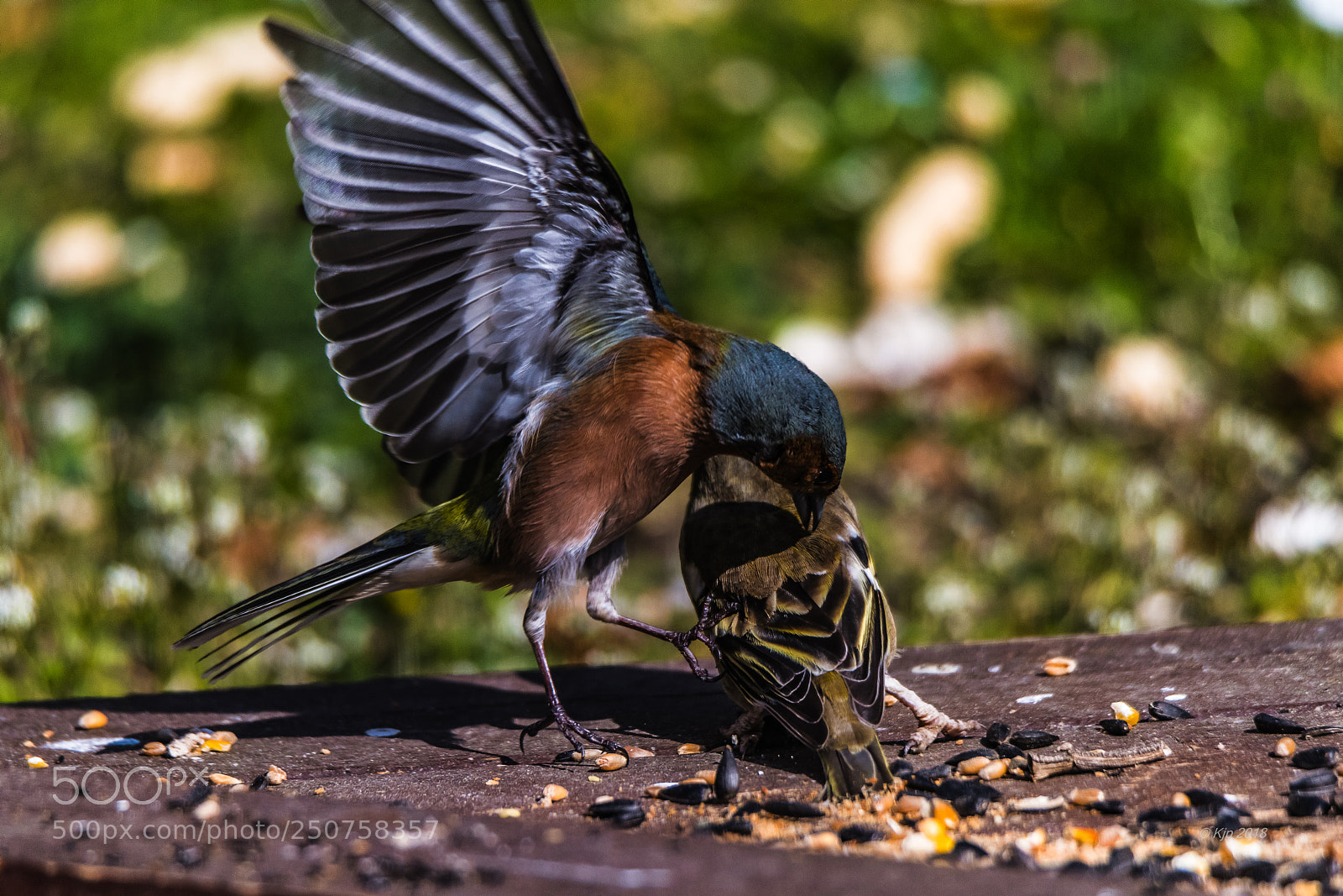Nikon D850 sample photo. A photography