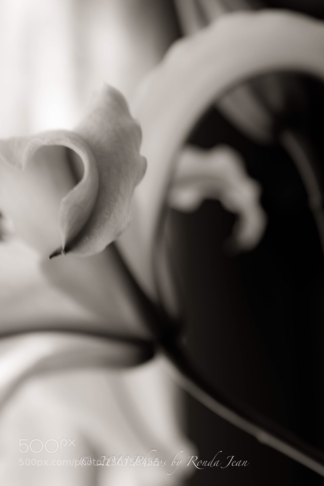 Nikon D500 sample photo. Untitled photography