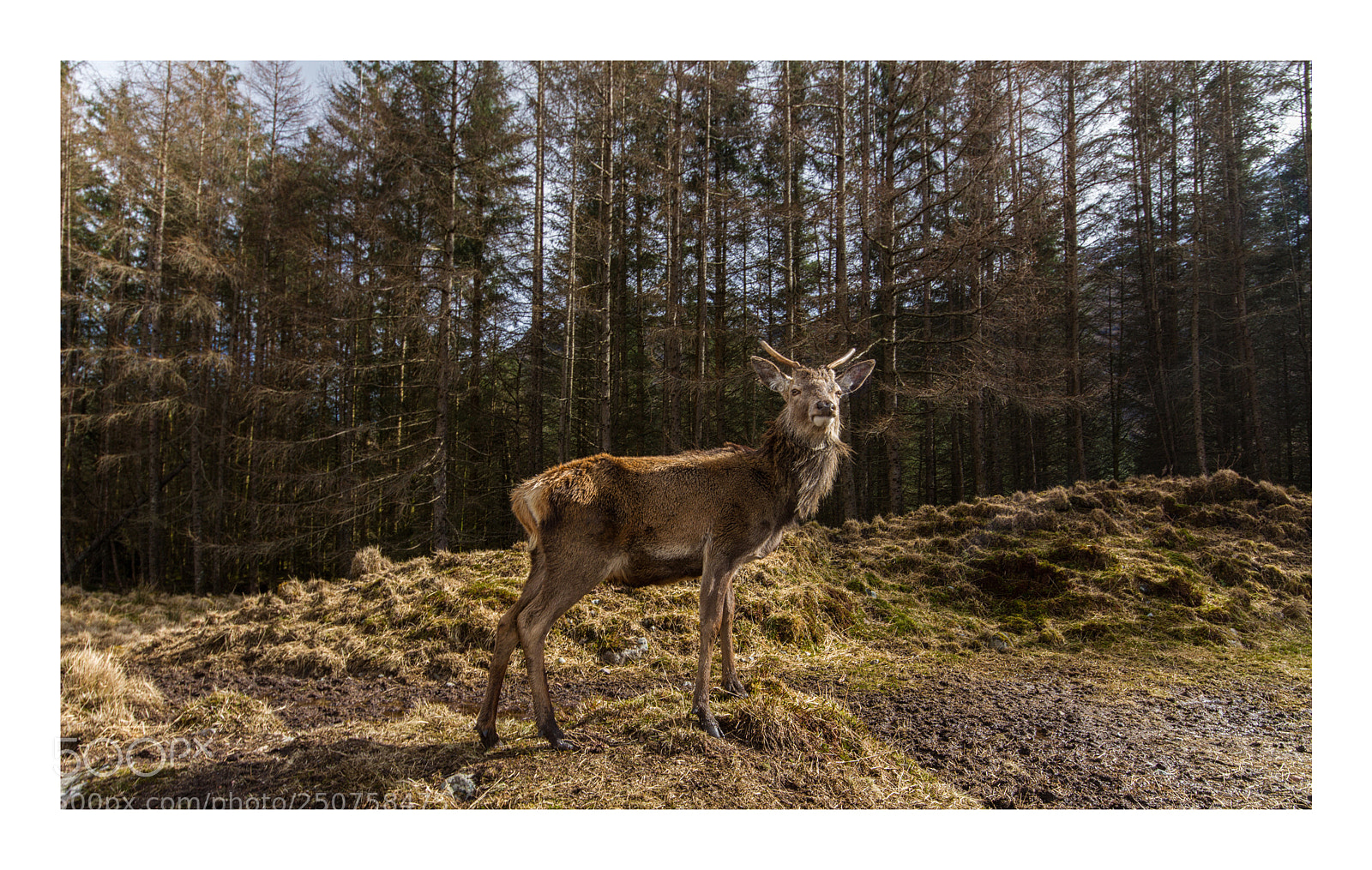Canon EOS 7D sample photo. Wild deer photography