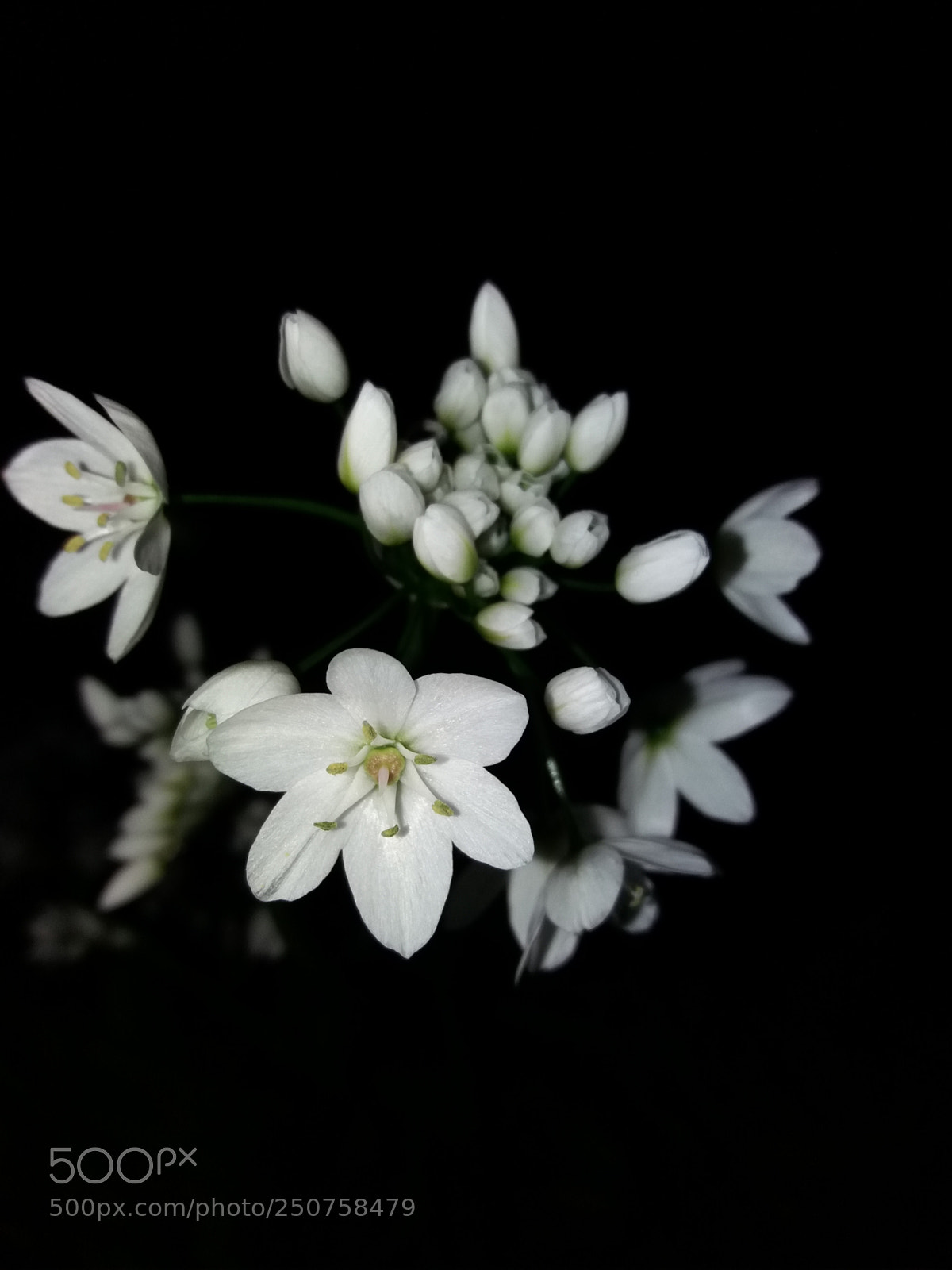Samsung Galaxy J5(2016) sample photo. Flower touch photography
