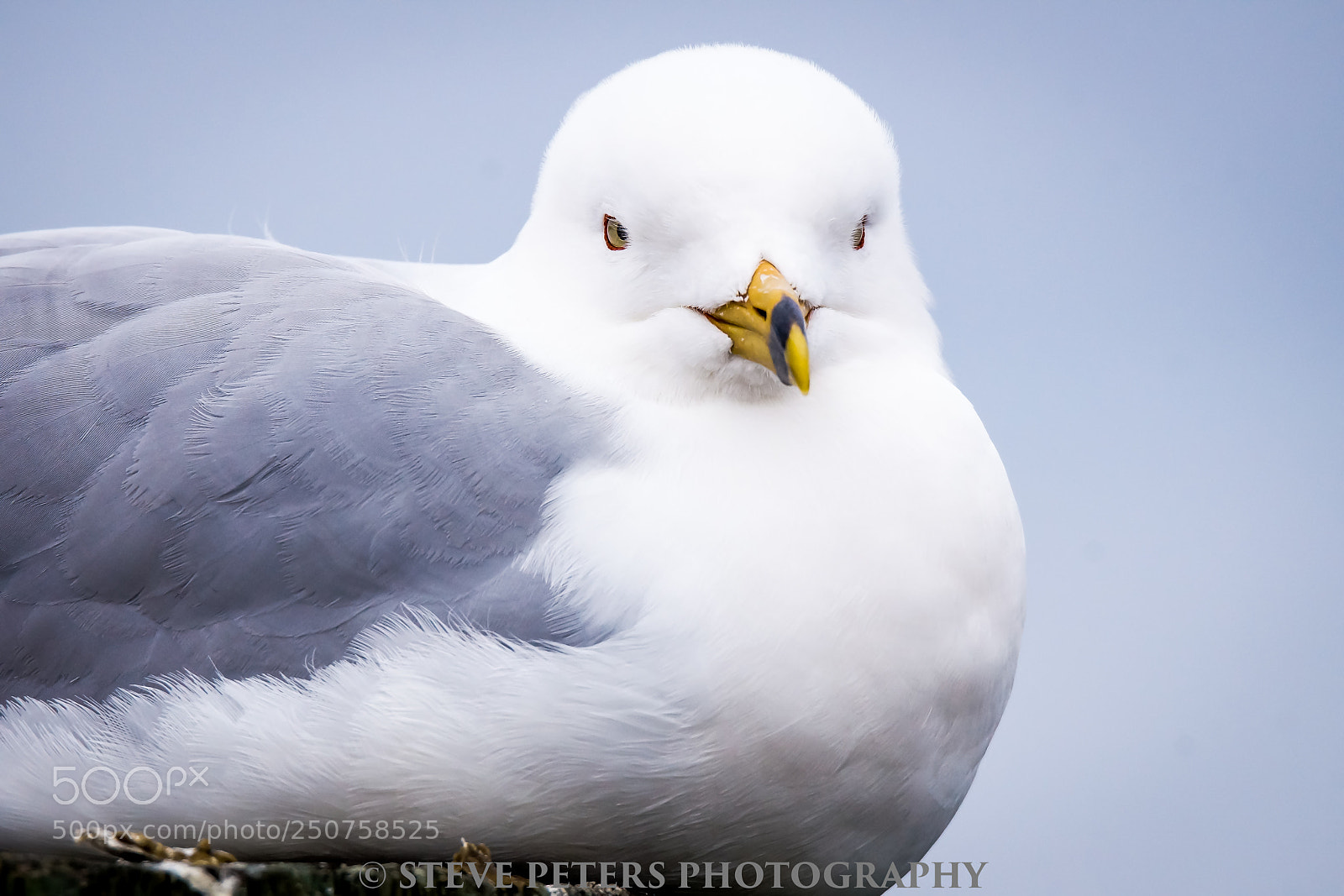 Sony SLT-A77 sample photo. Seagull l photography