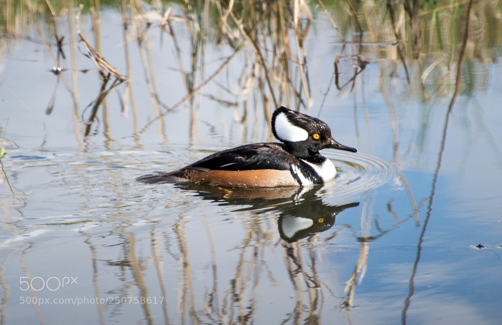 Nikon D610 sample photo. Hooded merganser photography