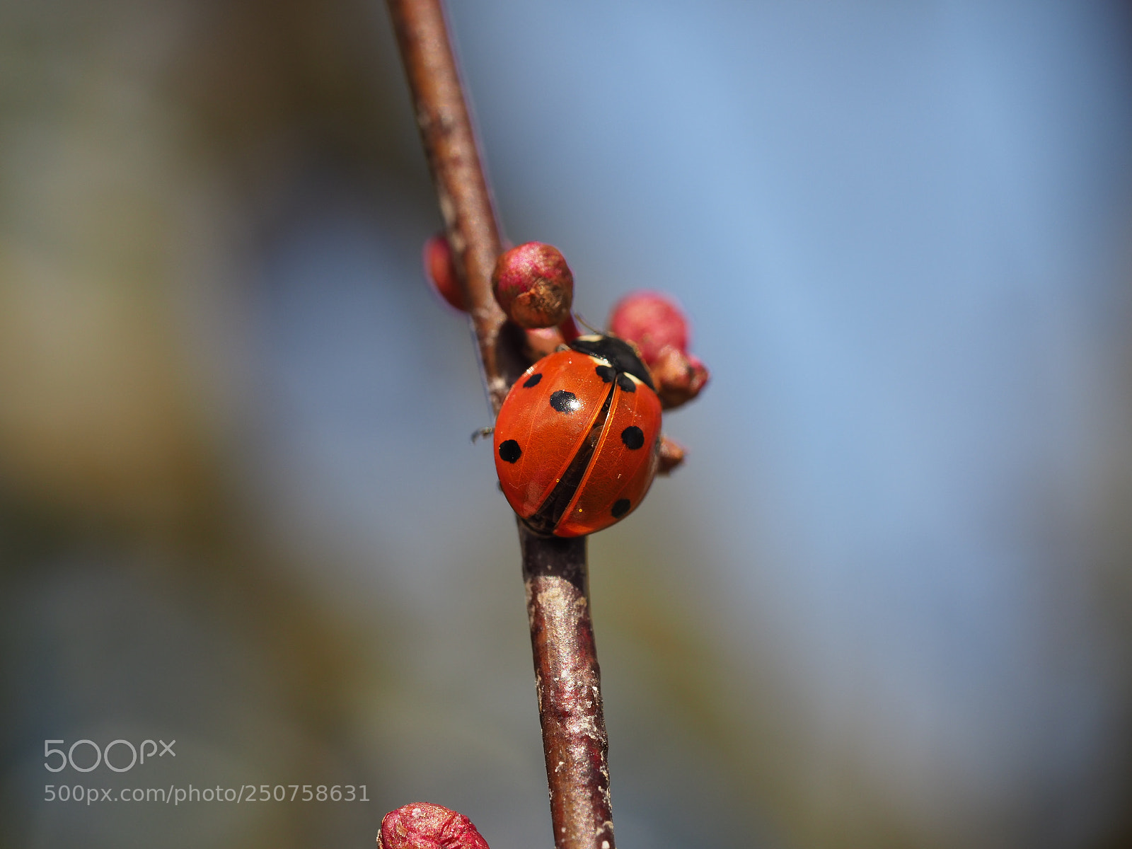 Olympus OM-D E-M1 Mark II sample photo. Ladybird photography