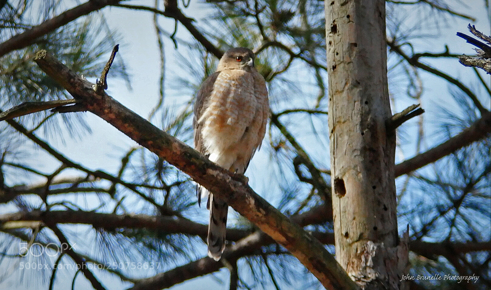 Samsung NX500 sample photo. Coopers hawk march 25 photography